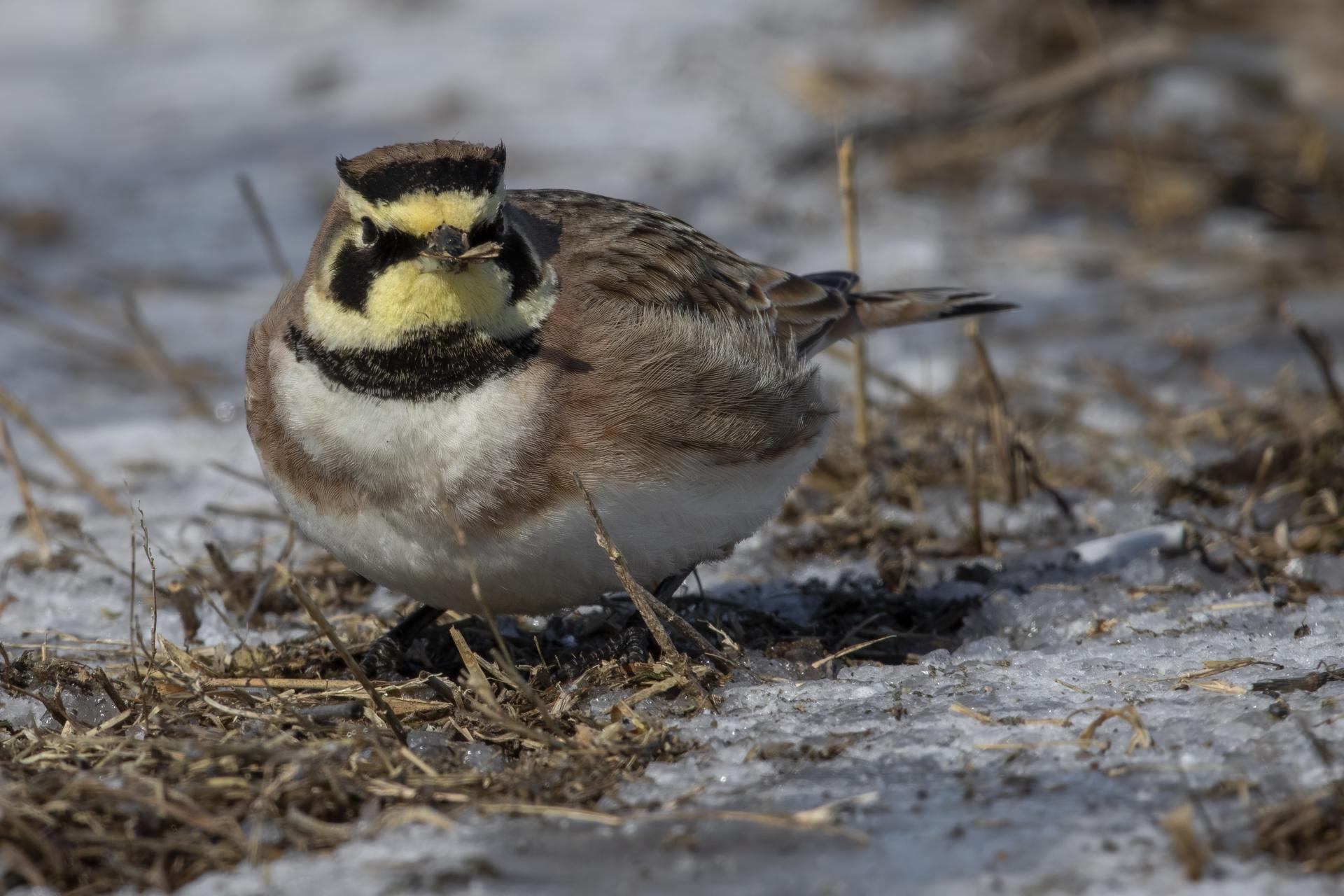 alouette-hausse-col-horned-lark