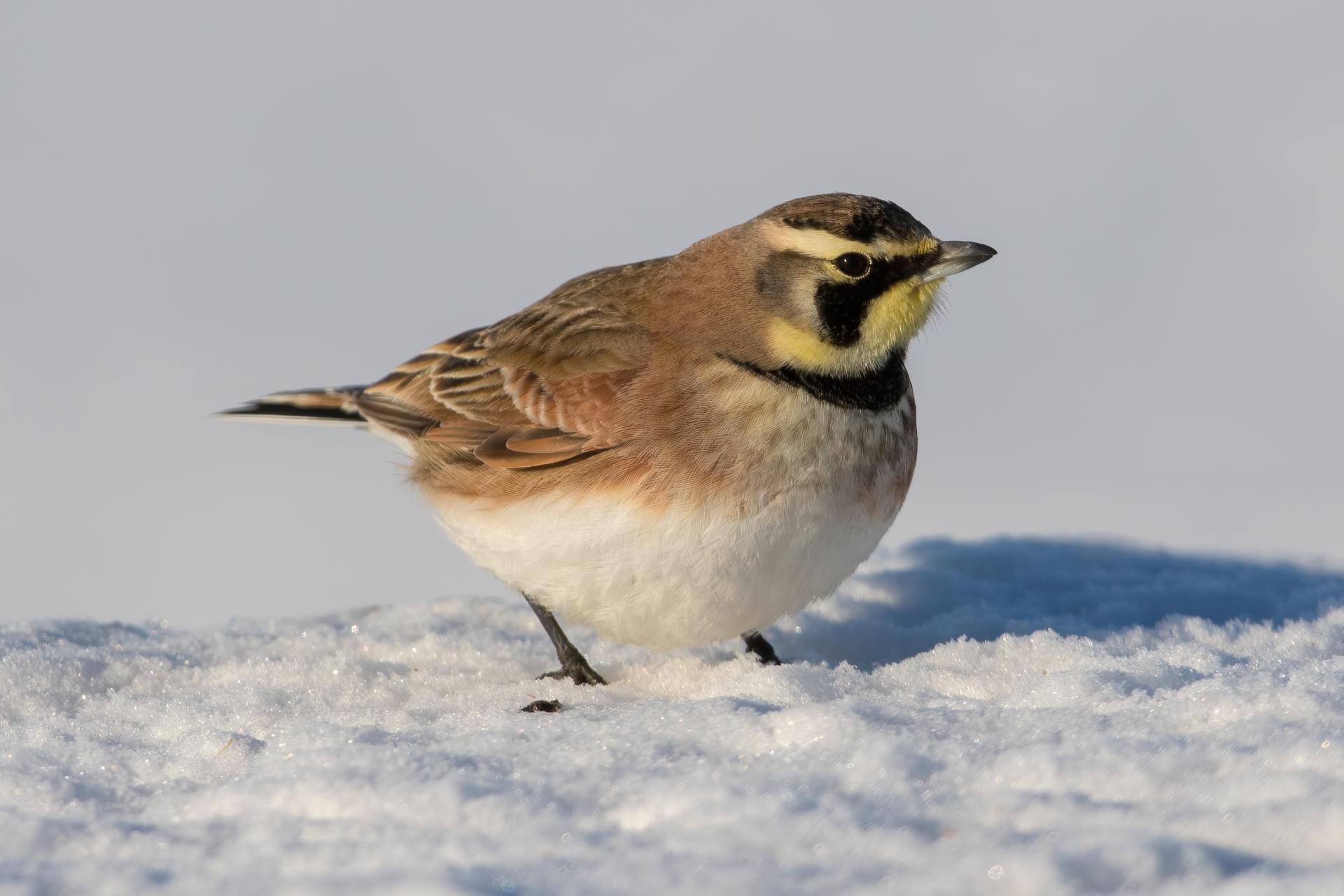 alouette-hausse-col-horned-lark