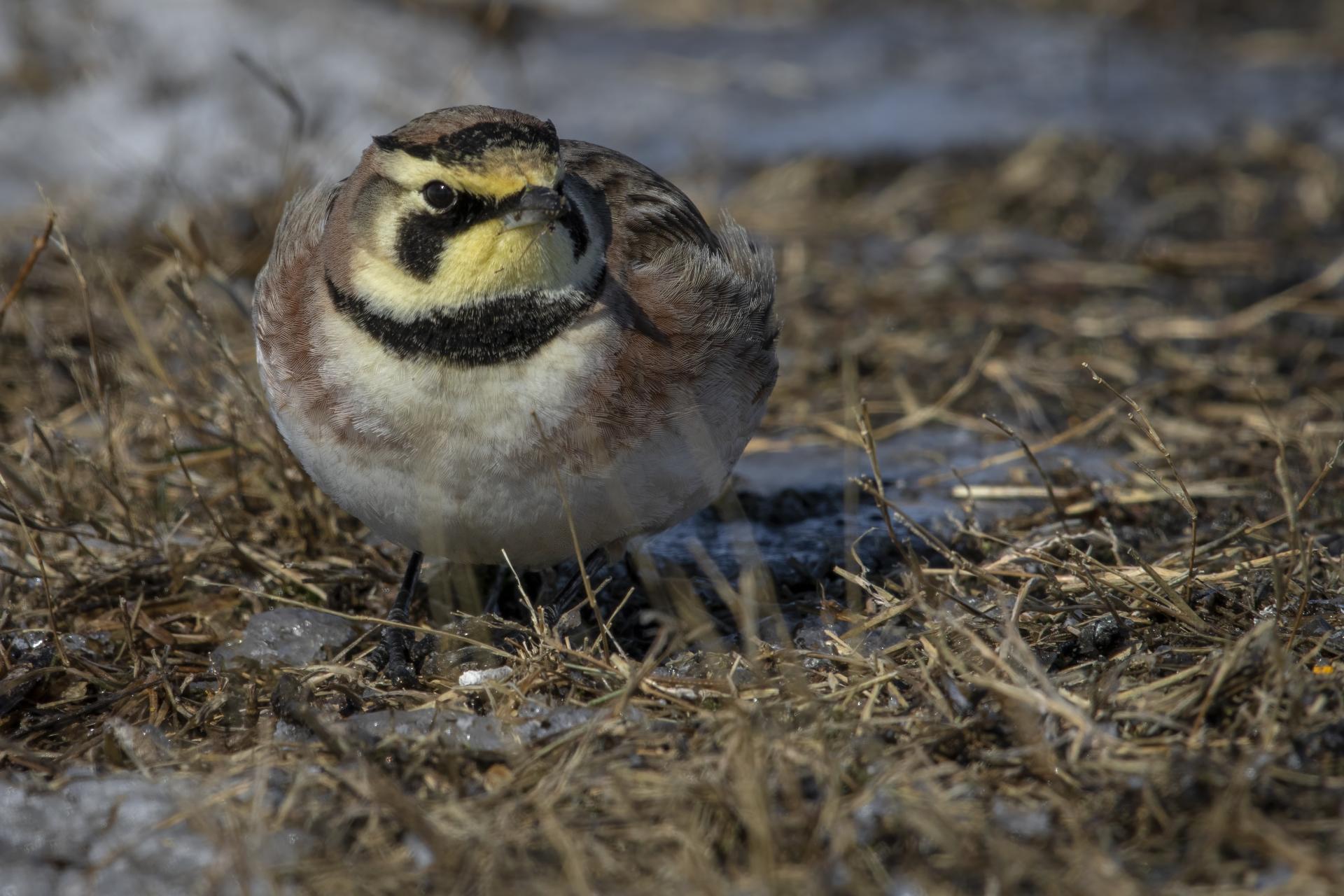 alouette-hausse-col-horned-lark
