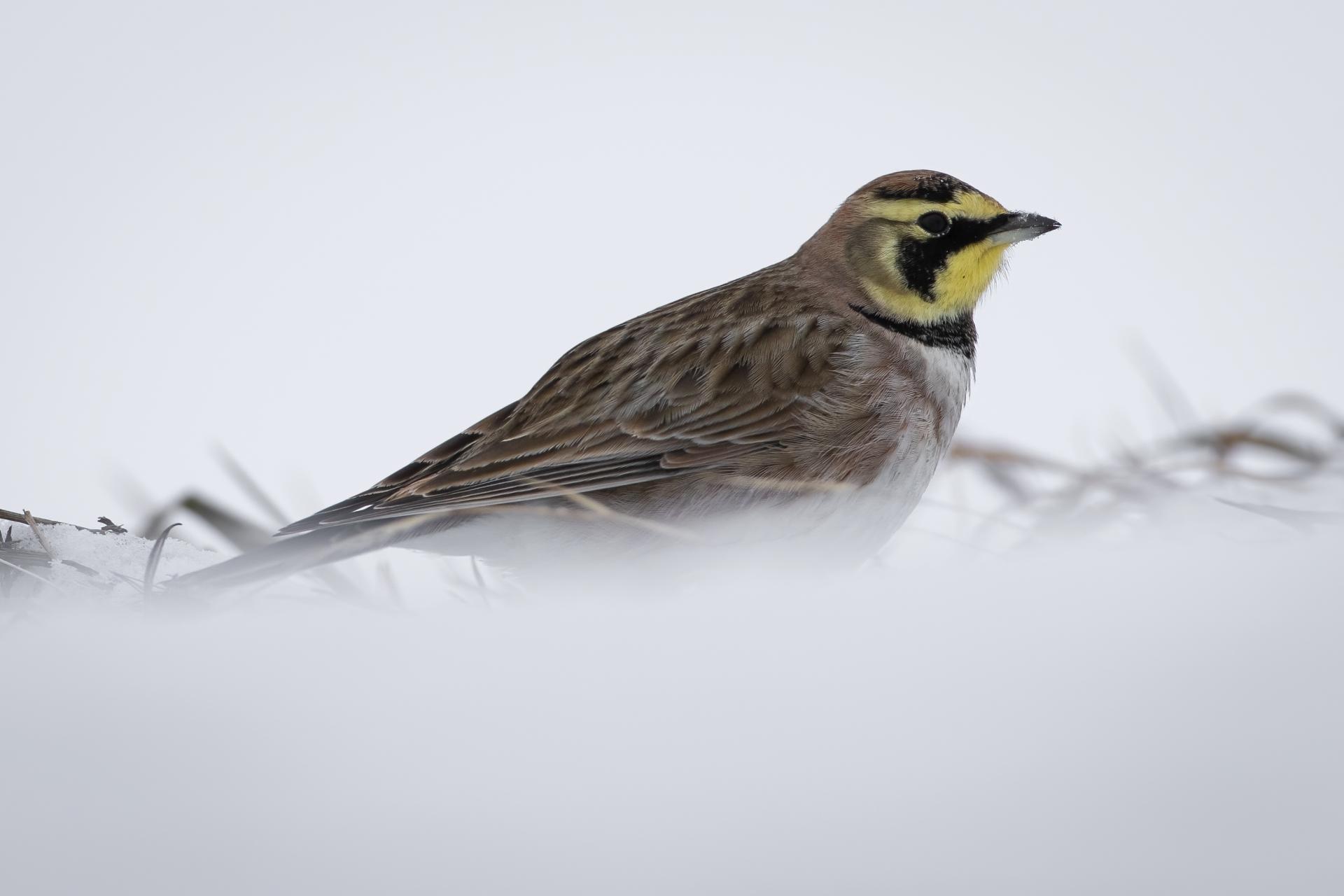 alouette-hausse-col-horned-lark