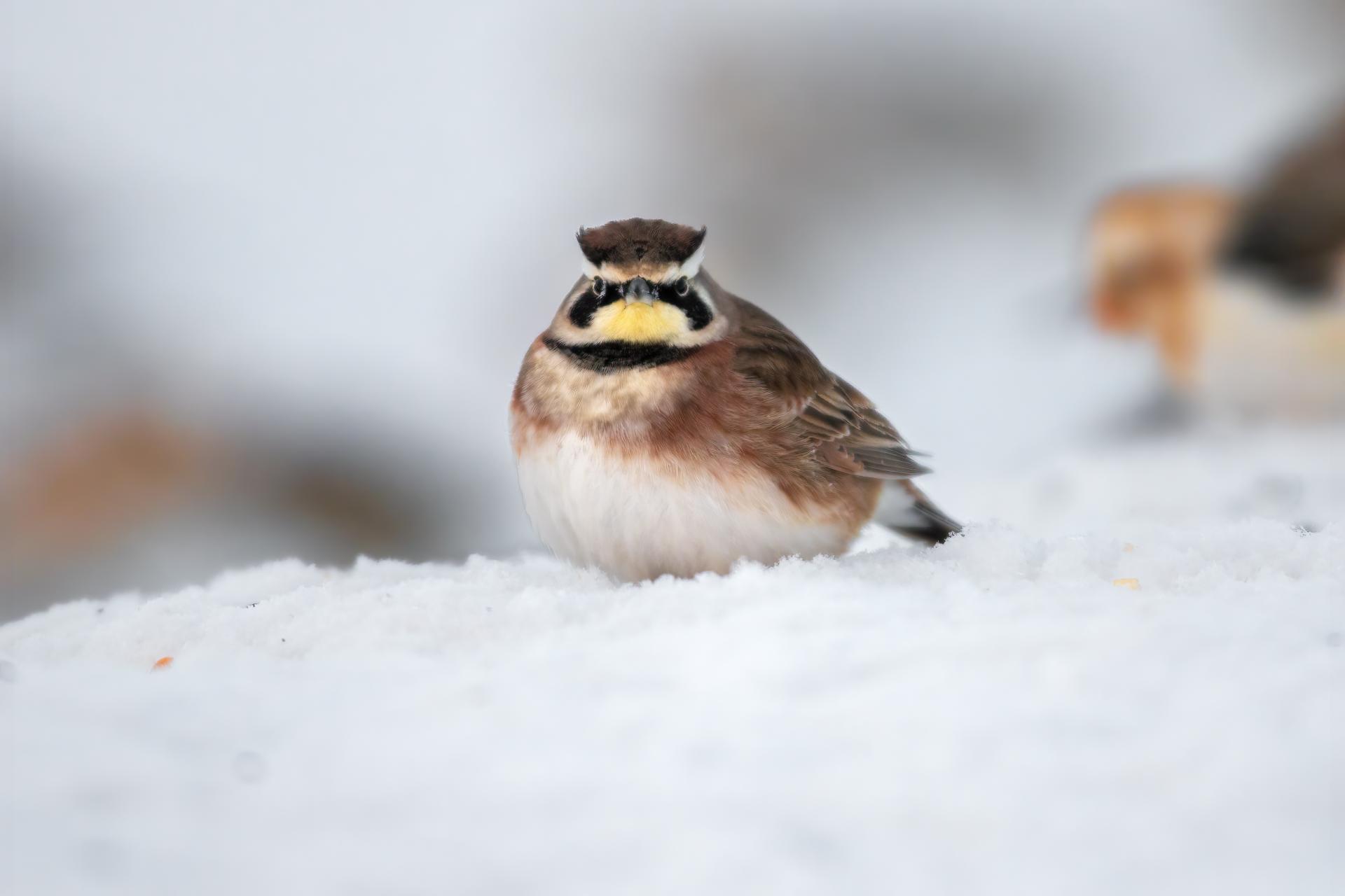 alouette-hausse-col-horned-lark