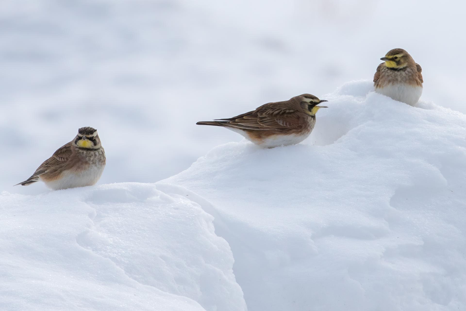 alouette-hausse-col-horned-lark