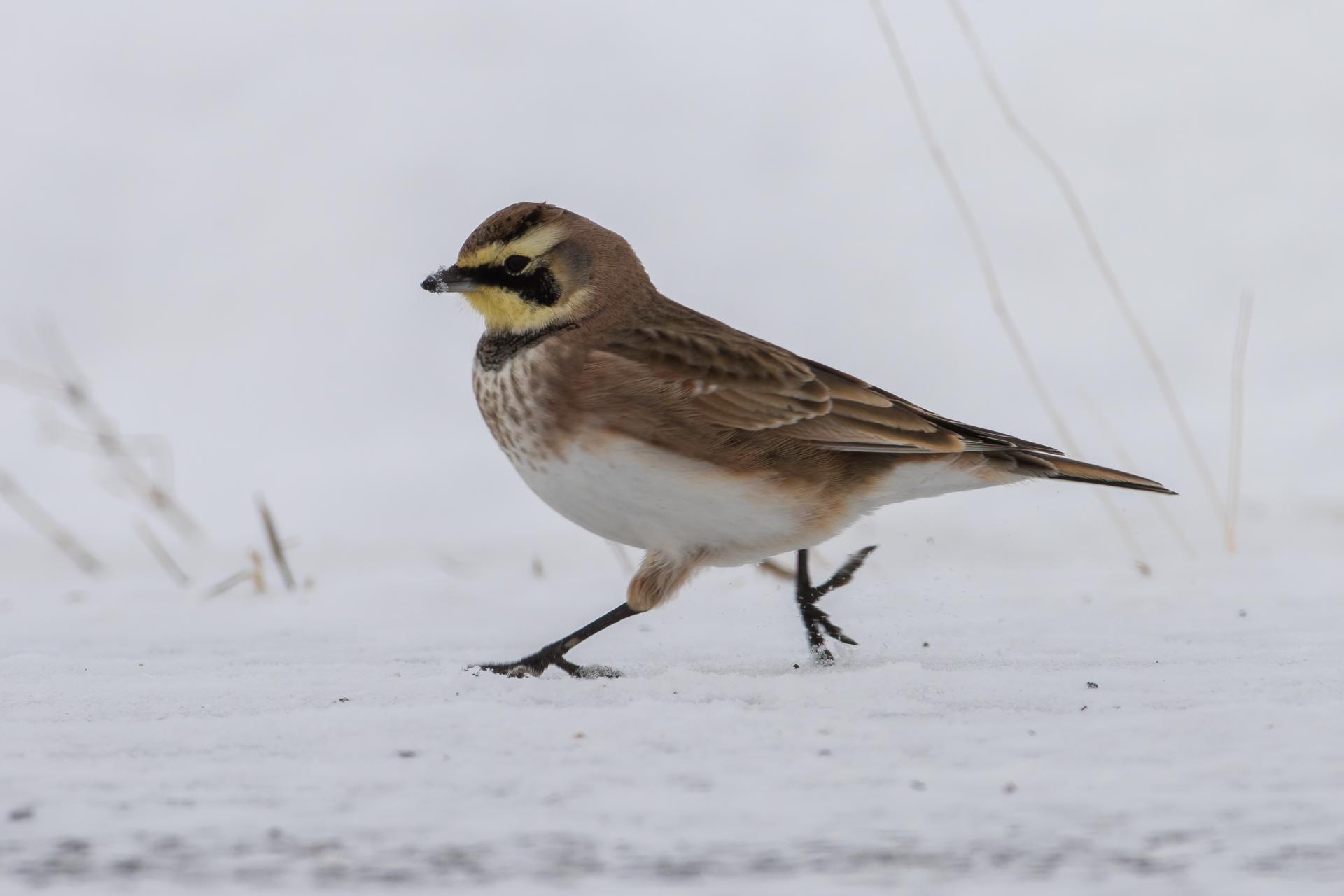 alouette-hausse-col-horned-lark