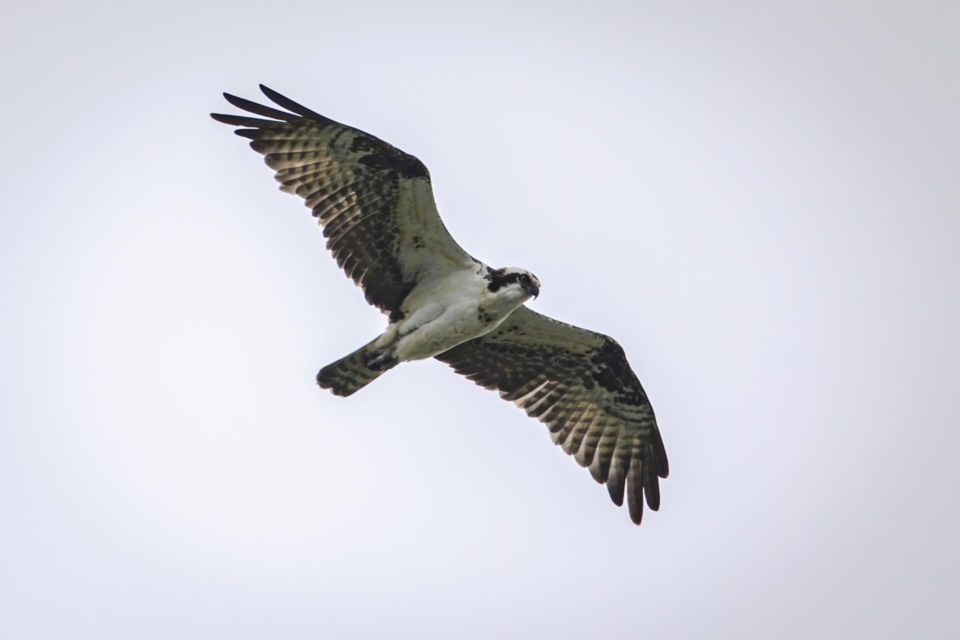 balbuzard-pecheur-osprey