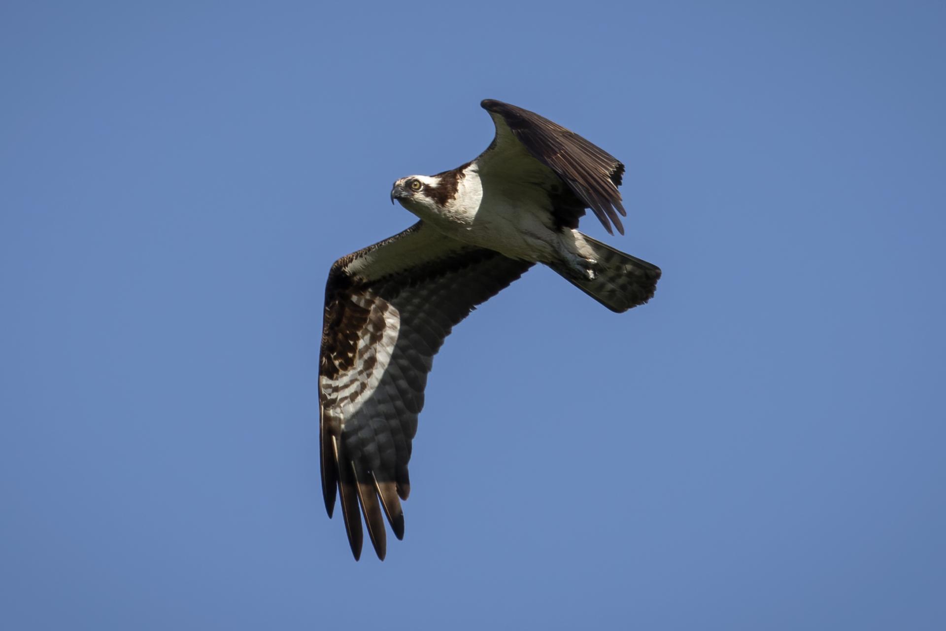 balbuzard-pecheur-osprey