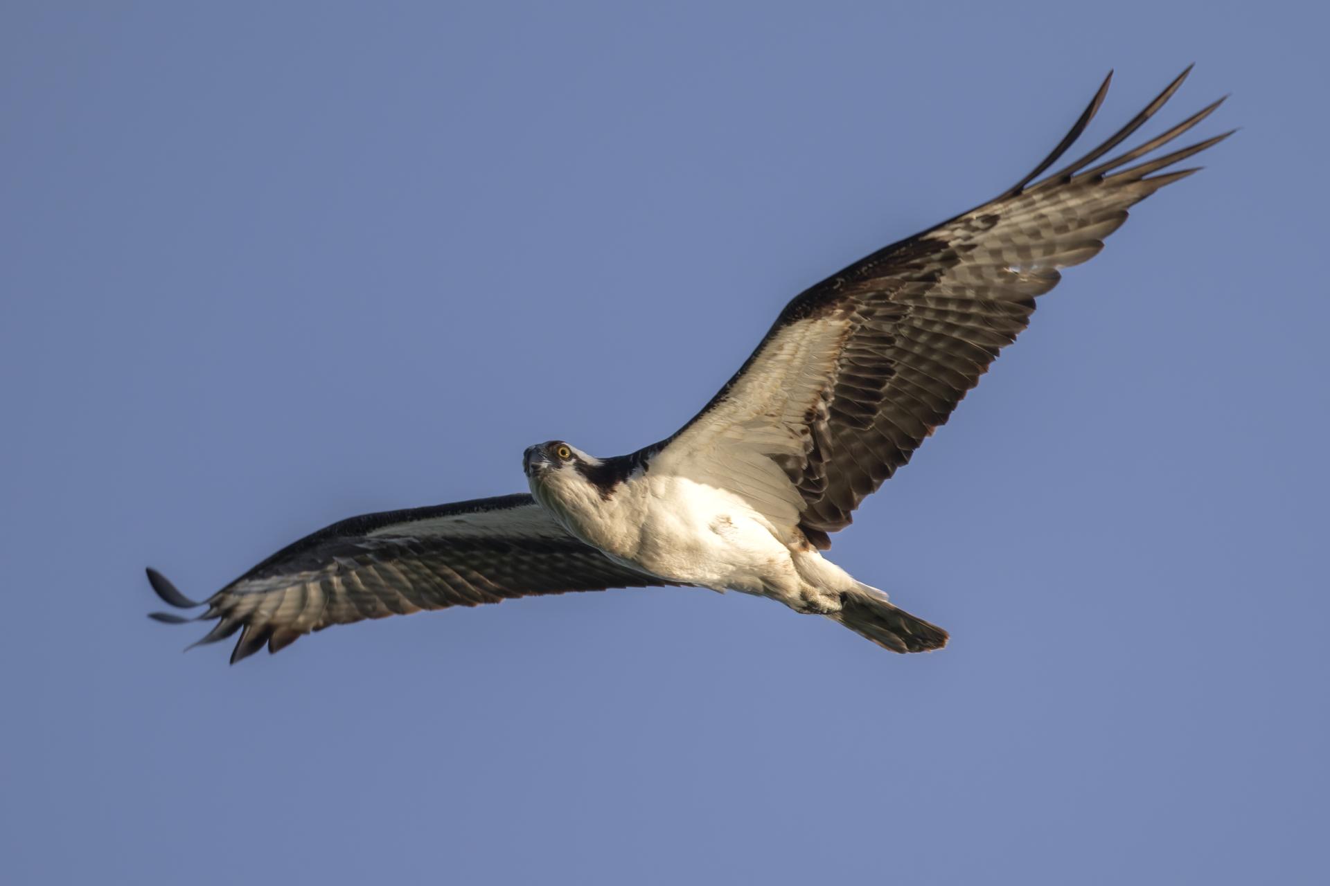 balbuzard-pecheur-osprey