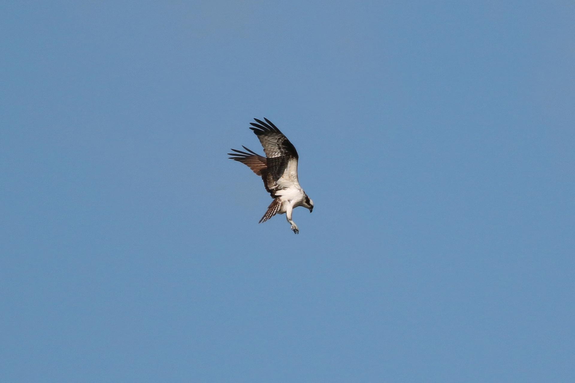 balbuzard-pecheur-osprey