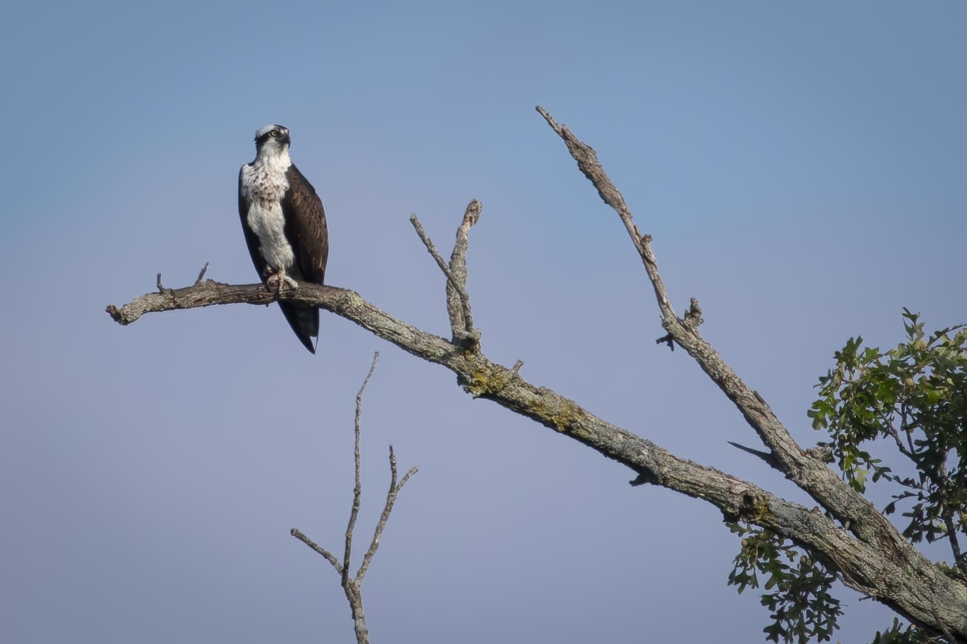 balbuzard-pecheur-osprey