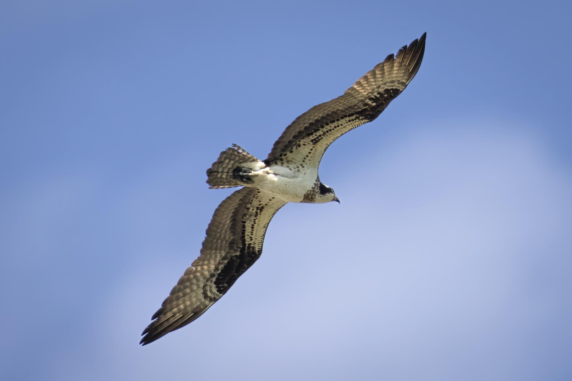 balbuzard-pecheur-osprey
