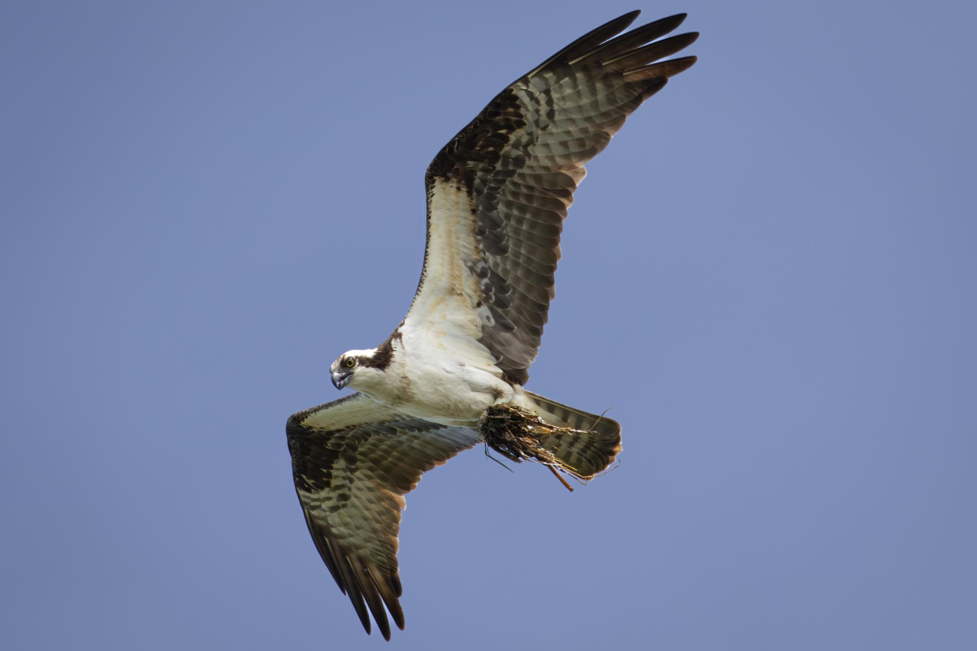balbuzard-pecheur-osprey