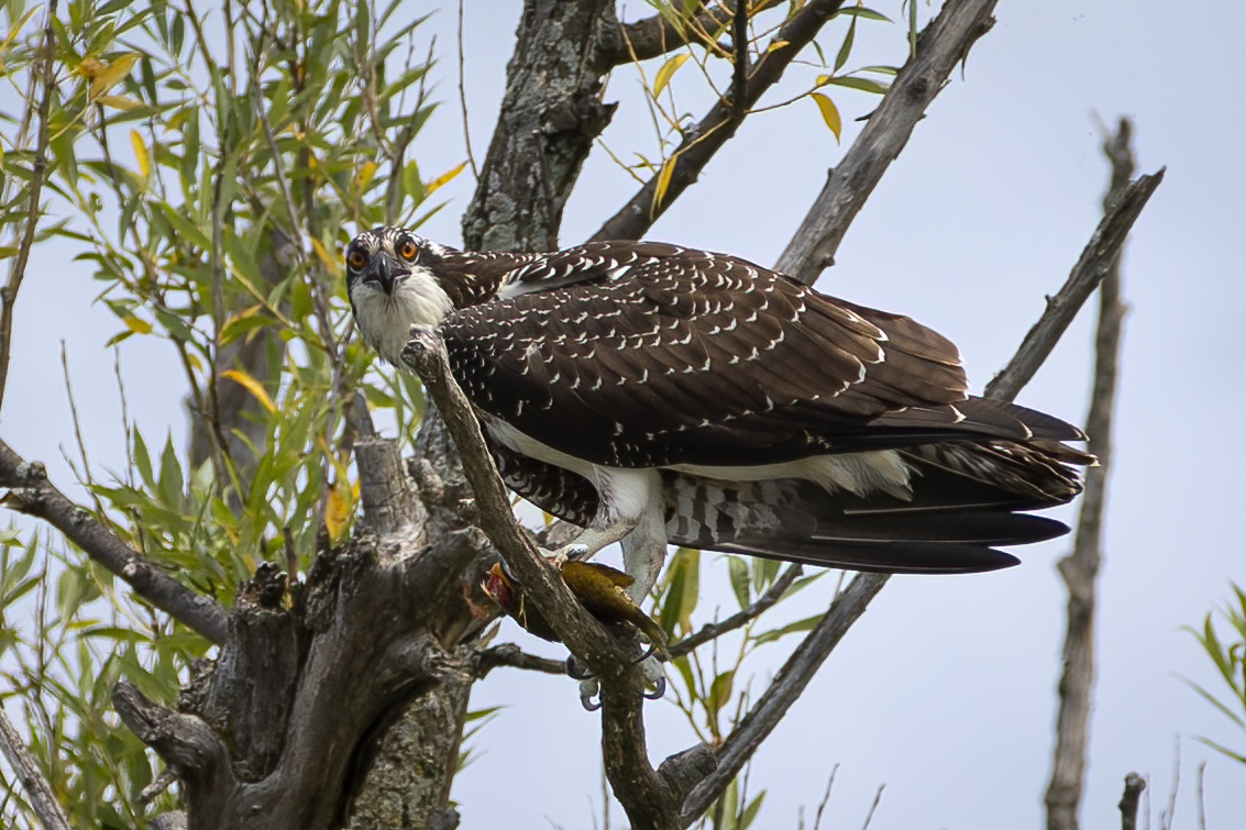 balbuzard-pecheur-osprey