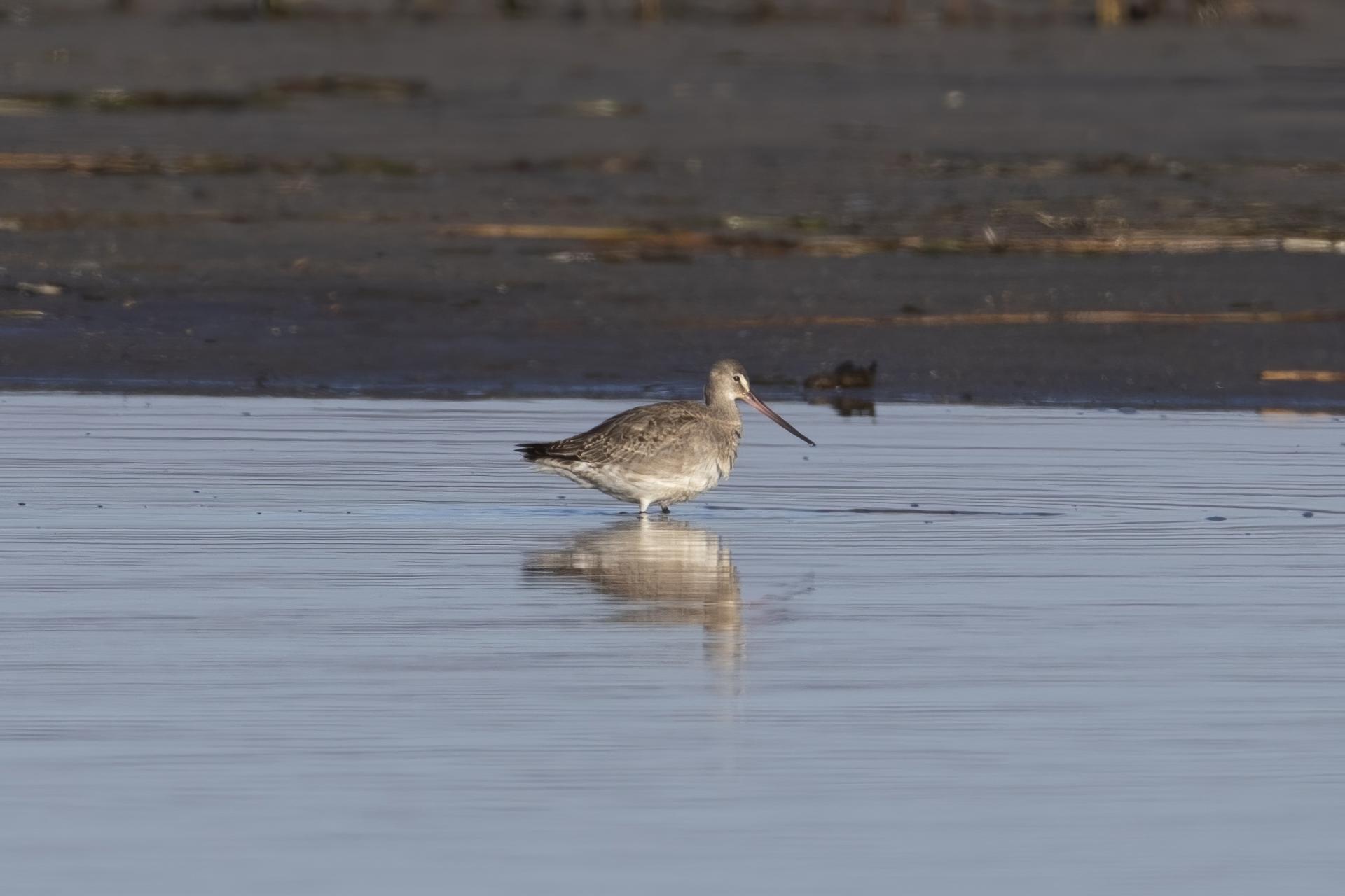 barge-hudsonienne-hudsonian-godwit