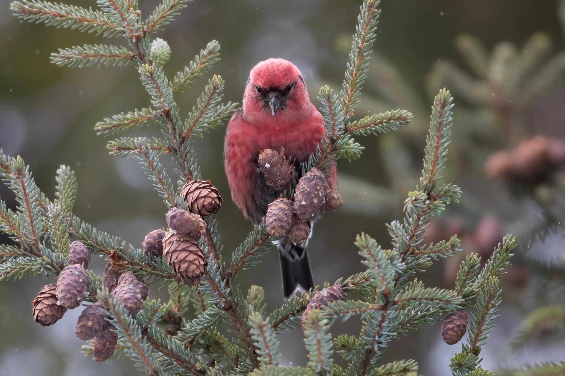 bec-croise-bifascie-white-winged-crossbill