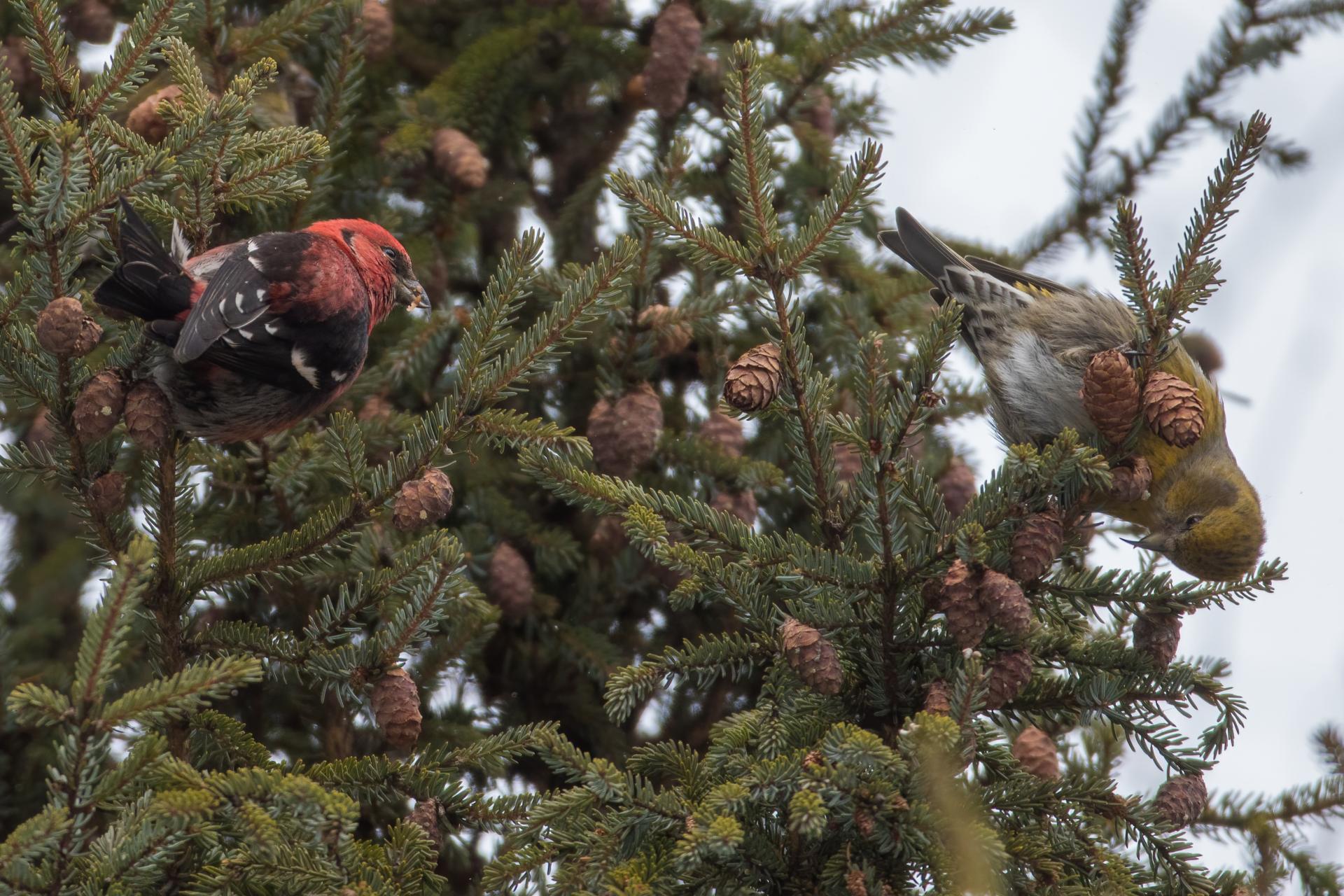 bec-croise-bifascie-white-winged-crossbill