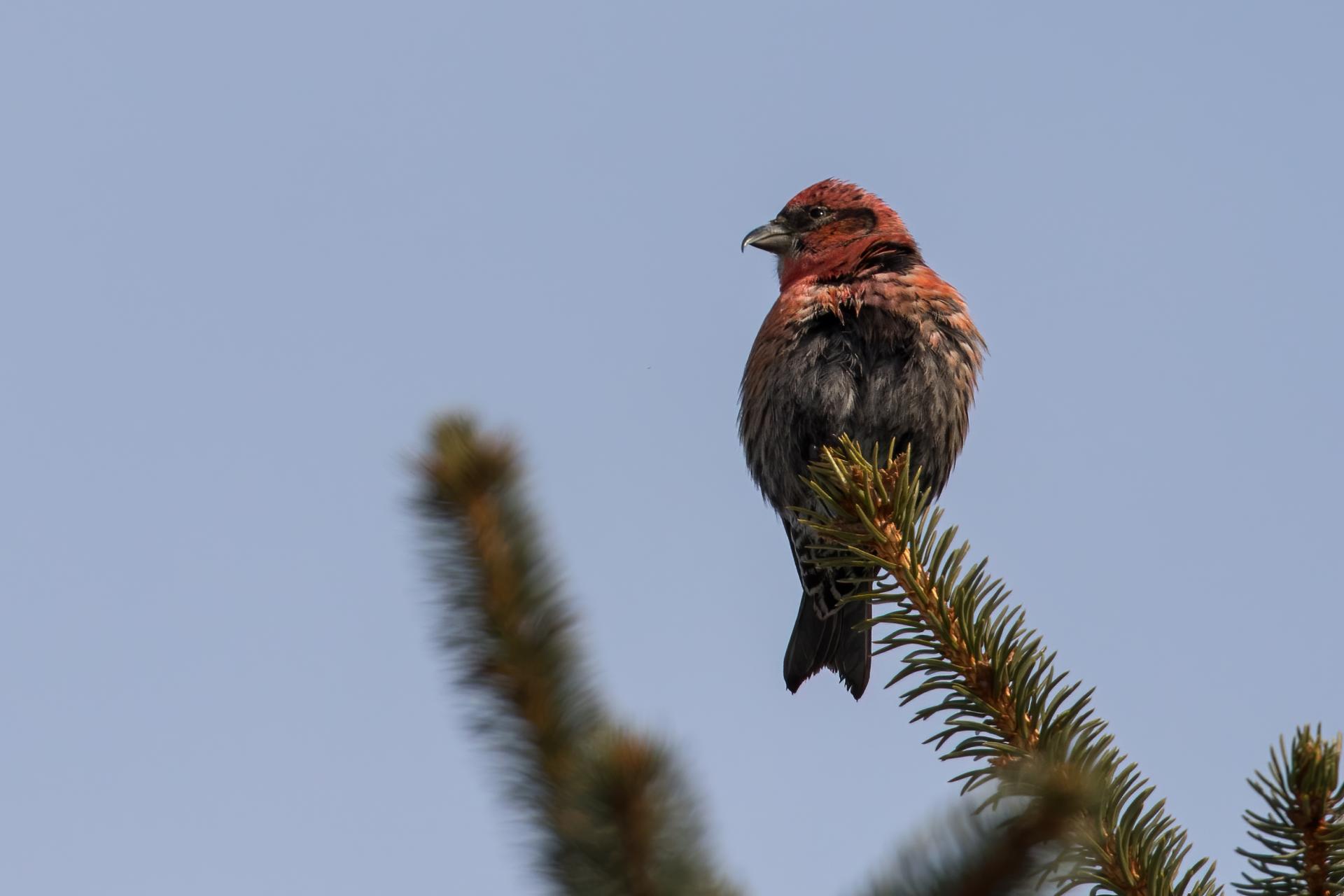bec-croise-bifascie-white-winged-crossbill