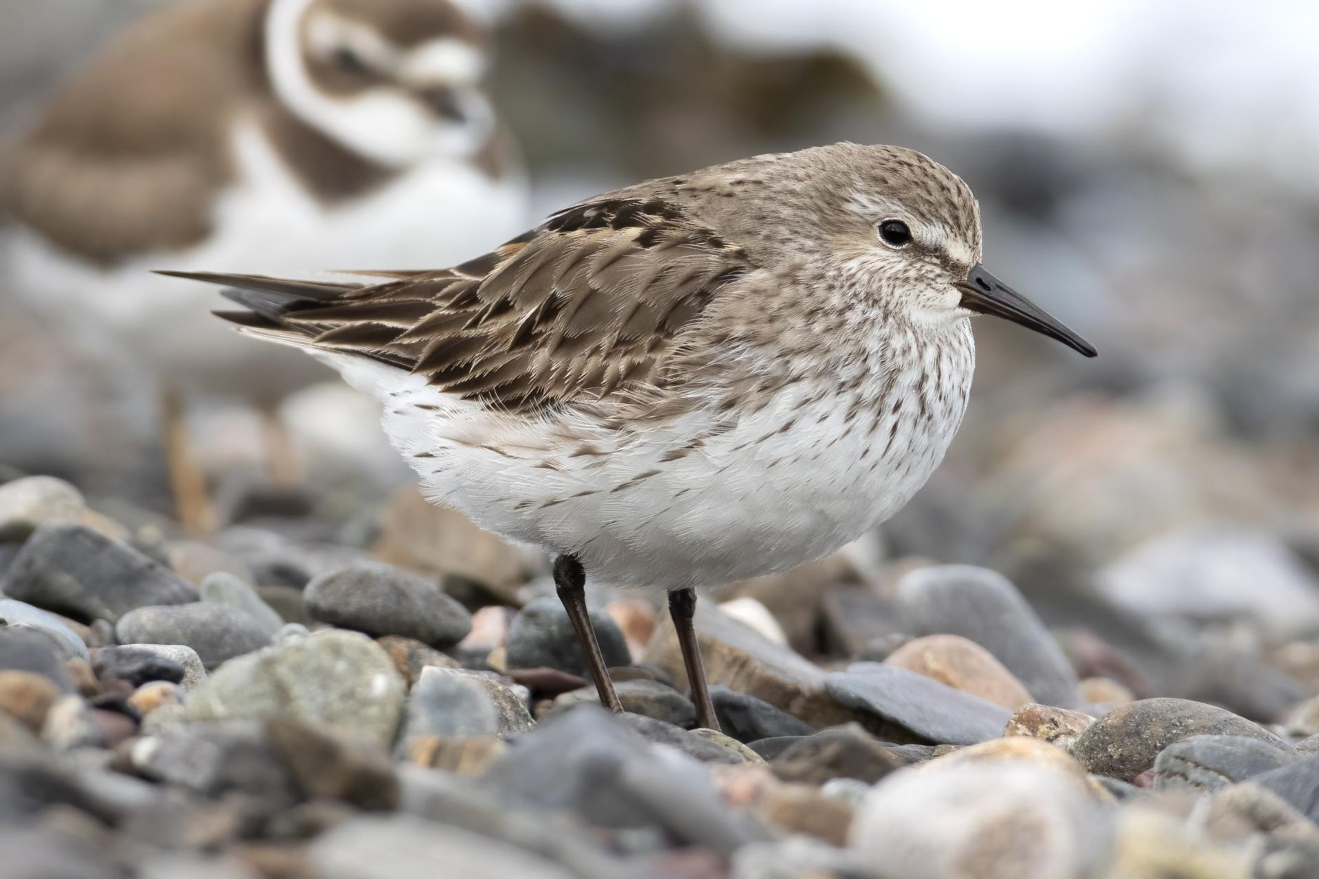 becasseau-a-croupion-blanc-white-rumped-sandpiper