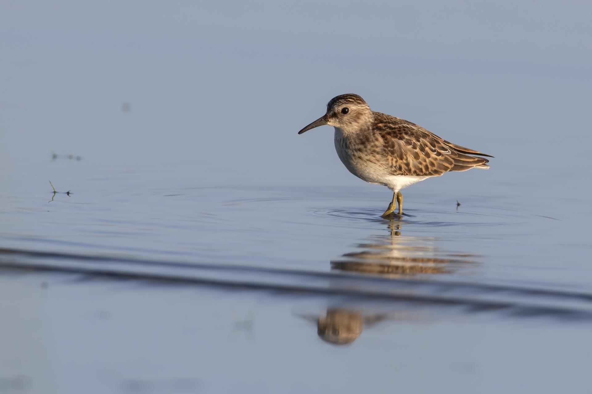 becasseau-minuscule-least-sandpiper