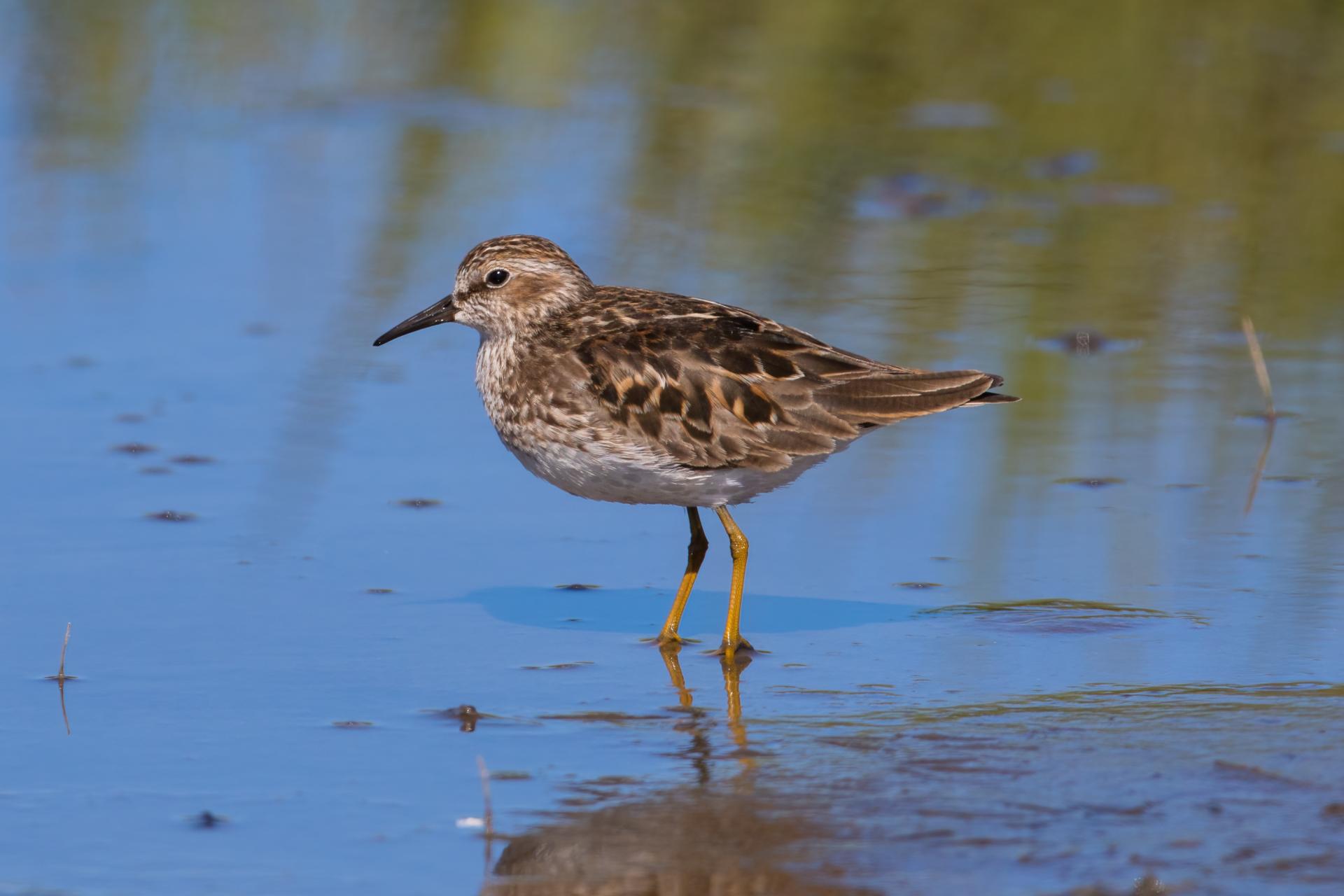 becasseau-minuscule-least-sandpiper