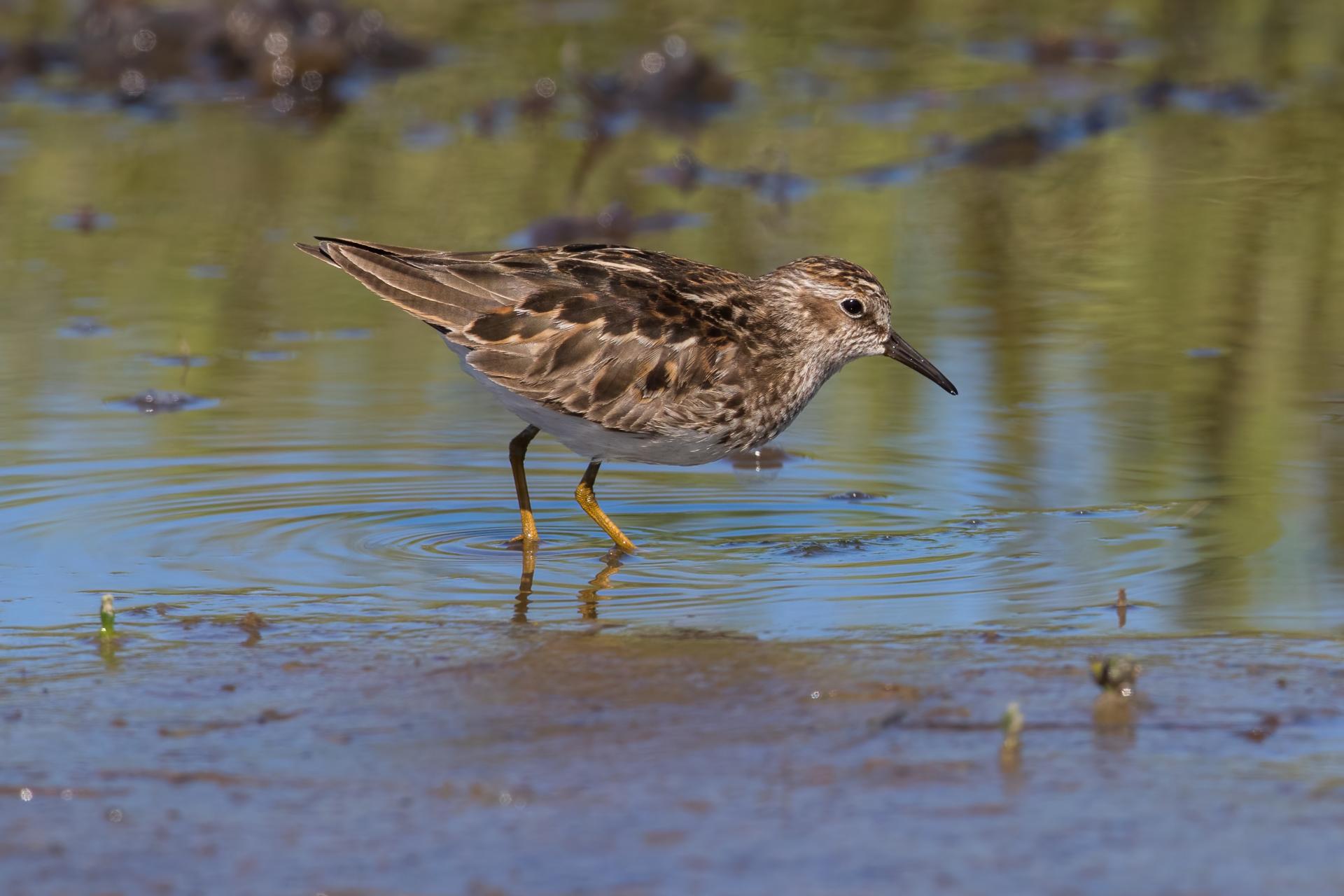 becasseau-minuscule-least-sandpiper