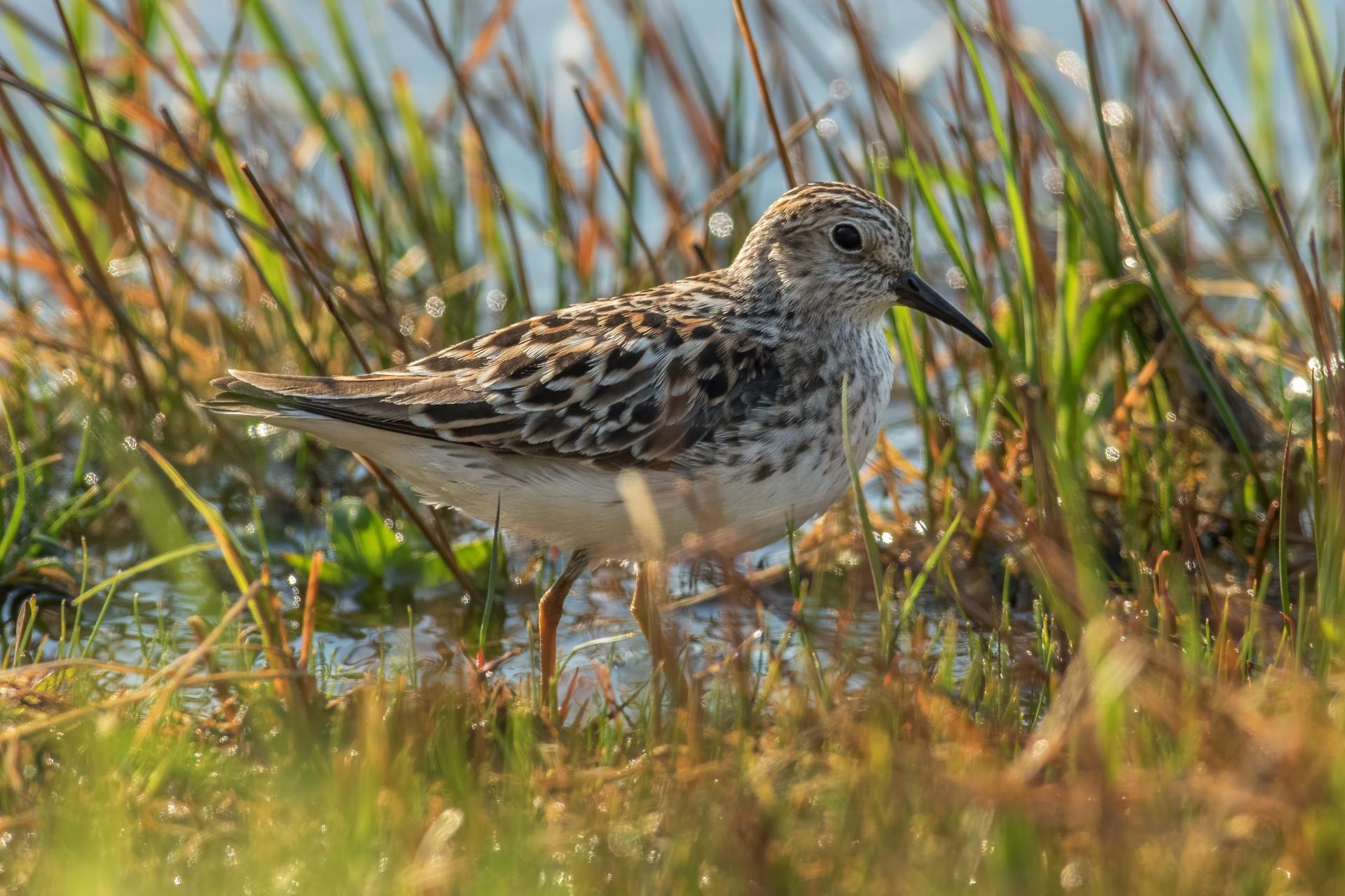 becasseau-minuscule-least-sandpiper