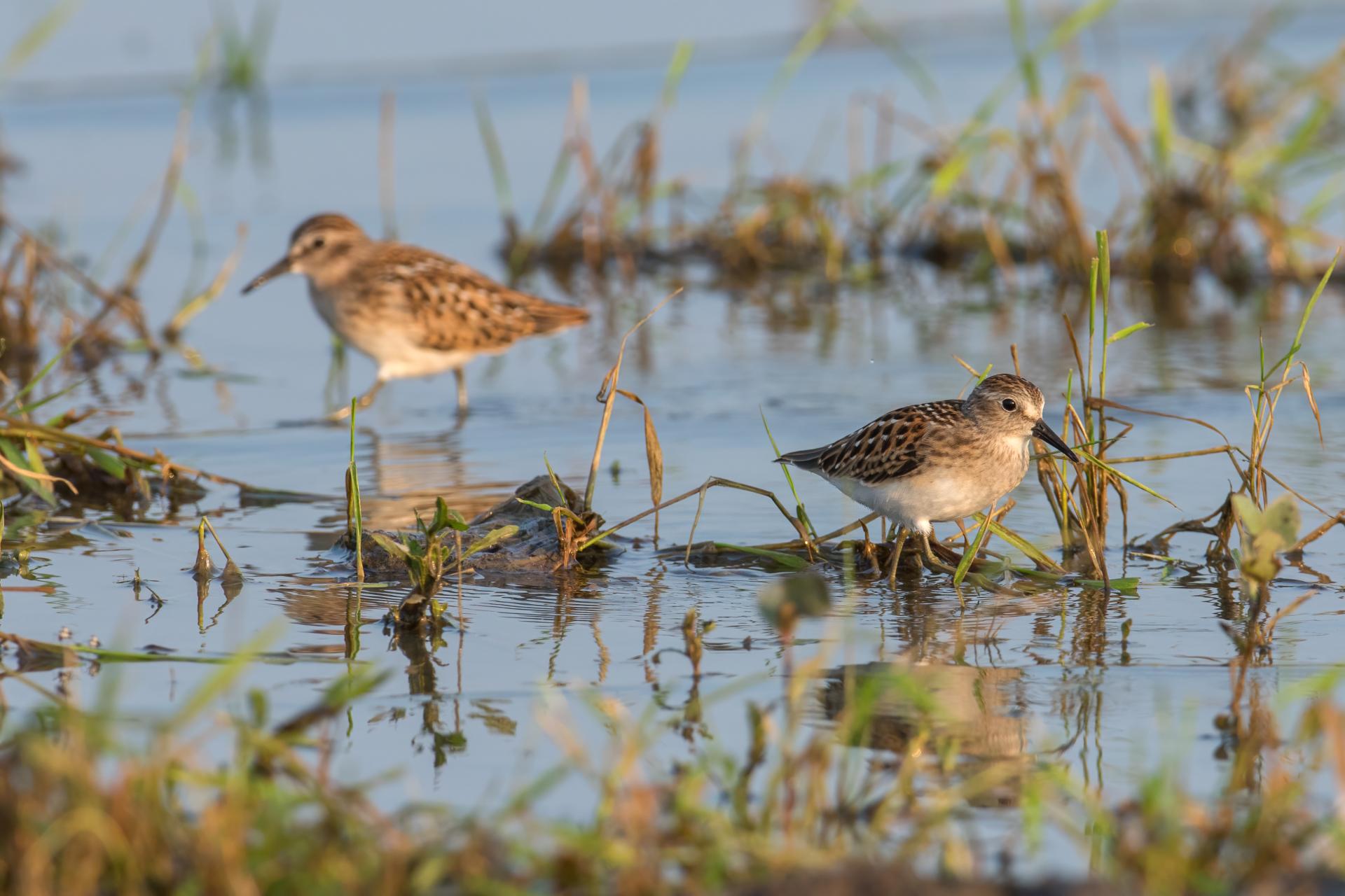 becasseau-minuscule-least-sandpiper