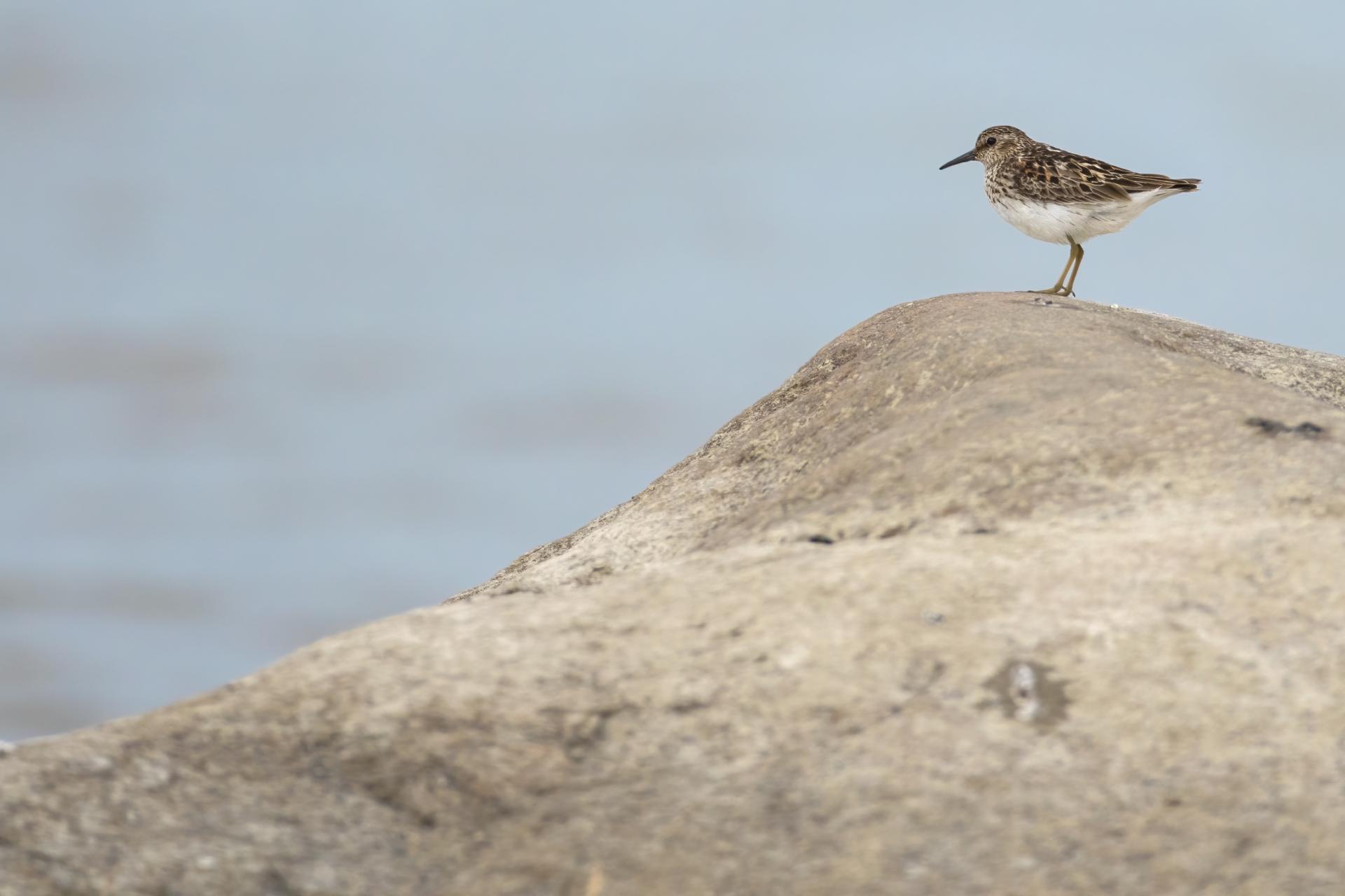 becasseau-minuscule-least-sandpiper