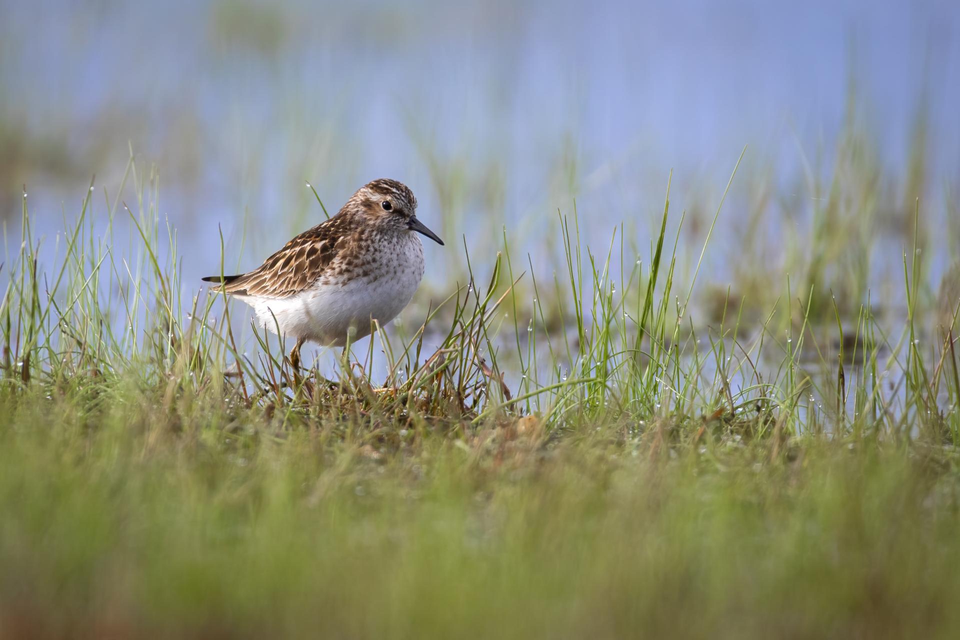 becasseau-minuscule-least-sandpiper