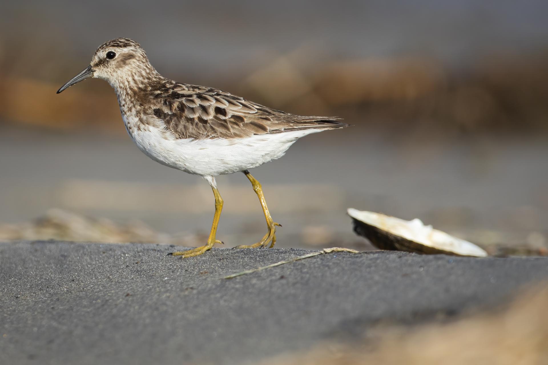 becasseau-minuscule-least-sandpiper