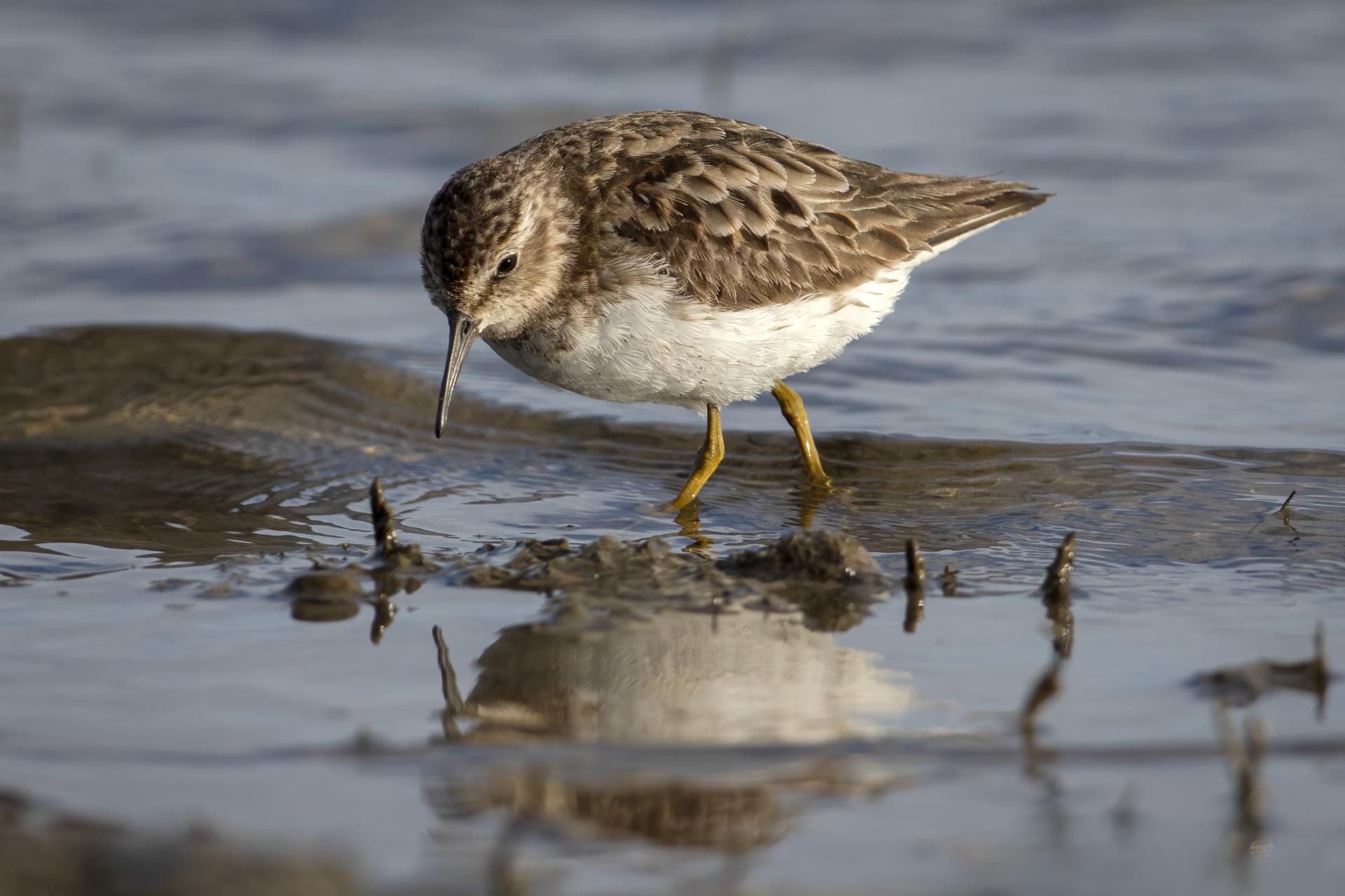 becasseau-minuscule-least-sandpiper