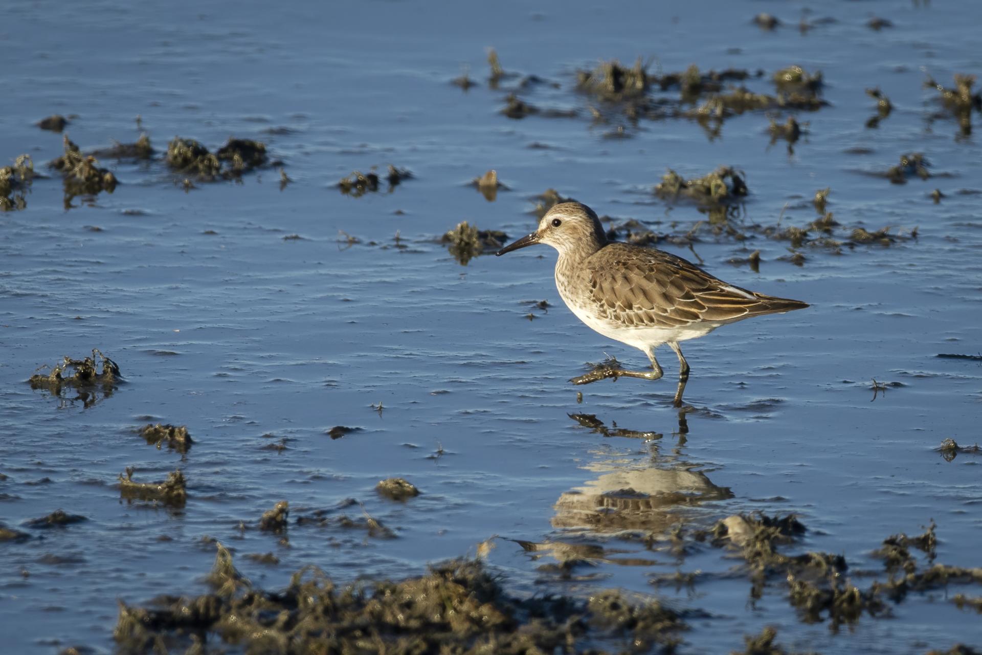 becasseau-minuscule-least-sandpiper
