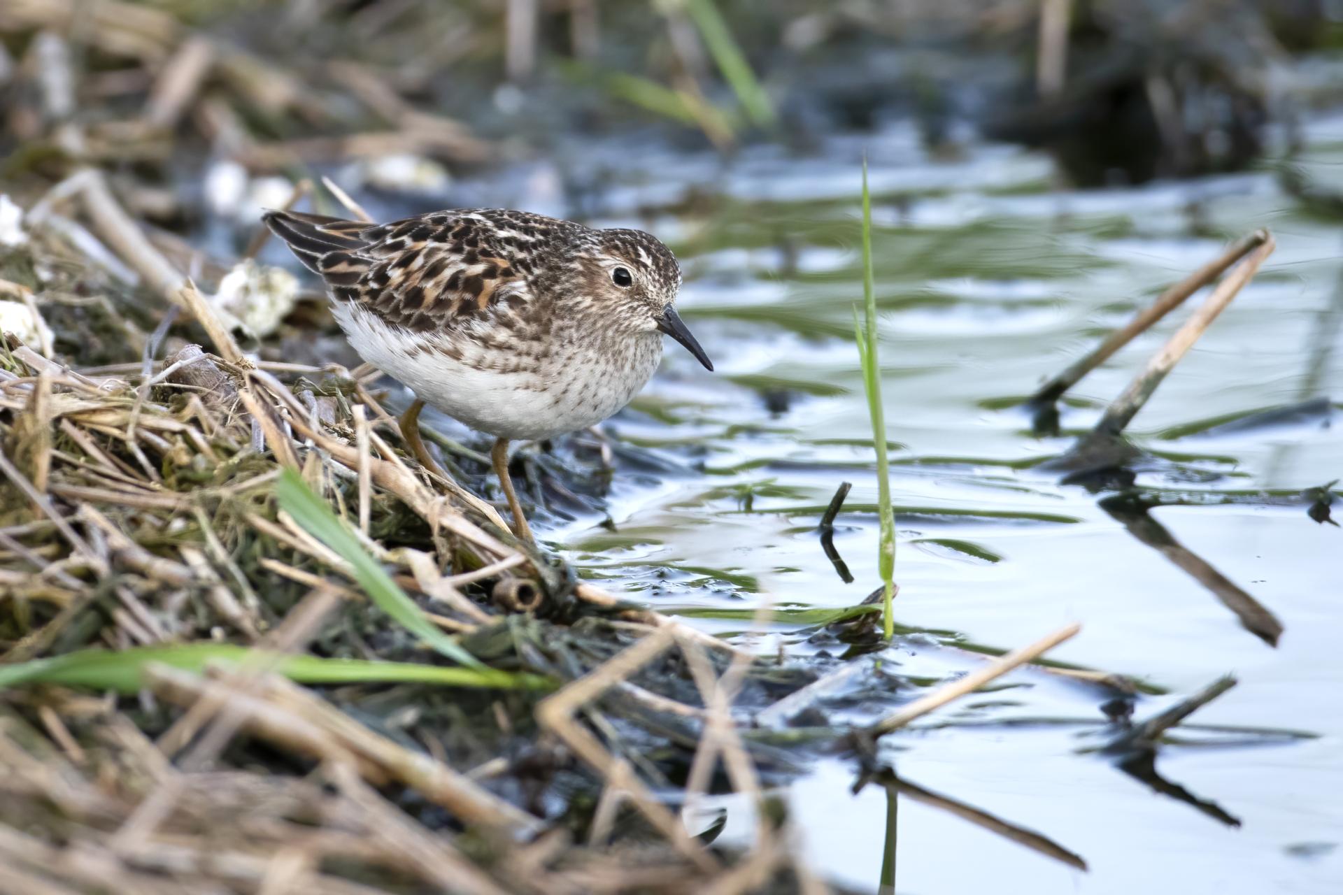 becasseau-minuscule-least-sandpiper