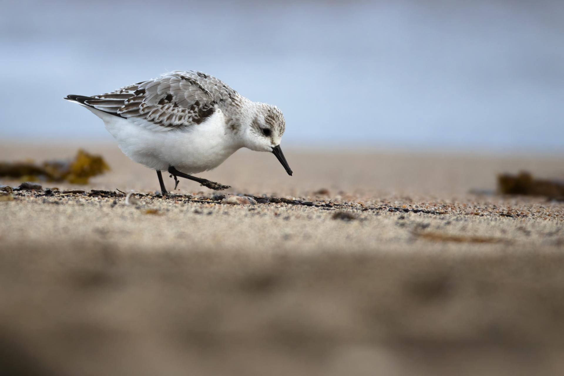 becasseau-sanderling-sanderling