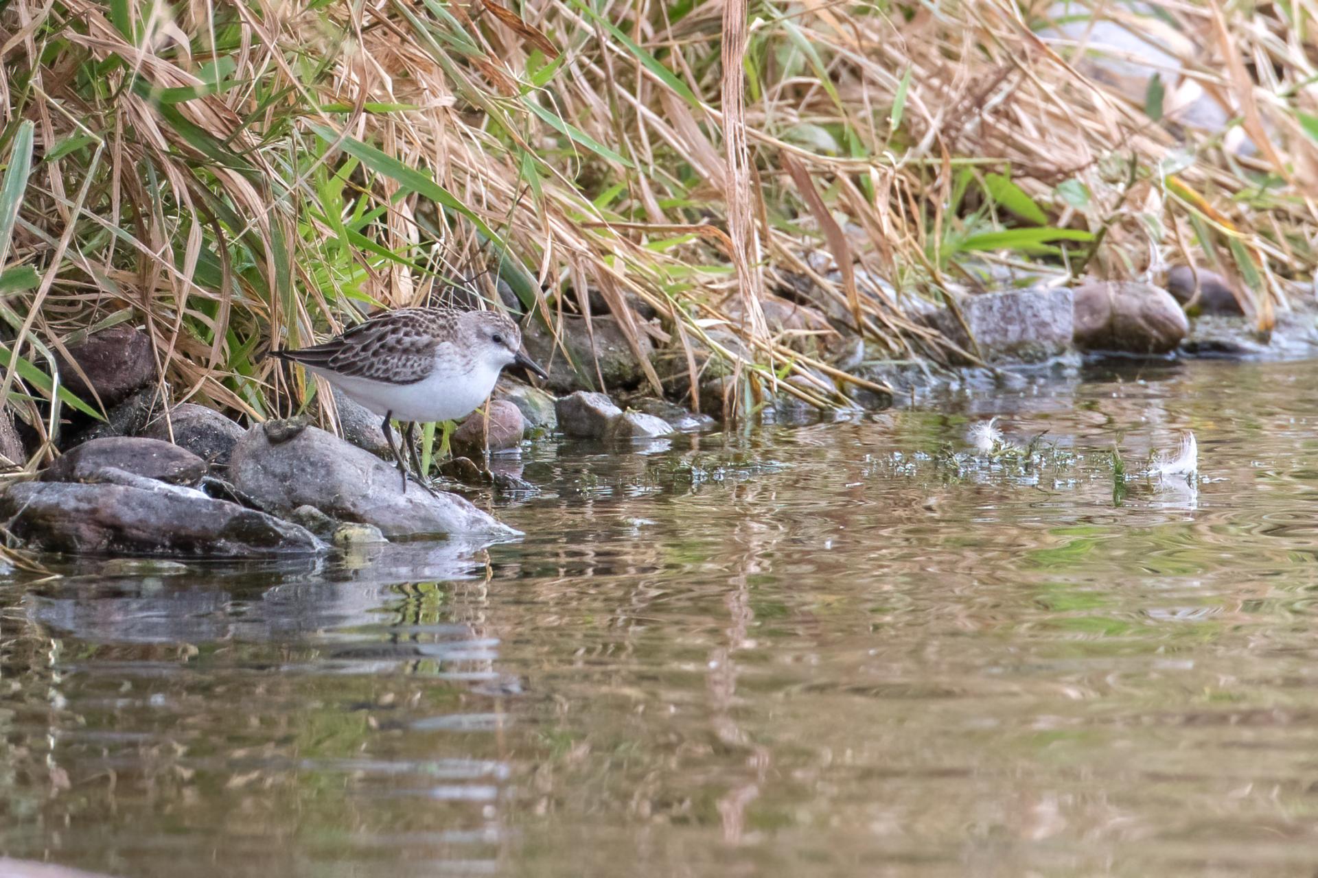 becasseau-semi-palme-semipalmated-sandpiper