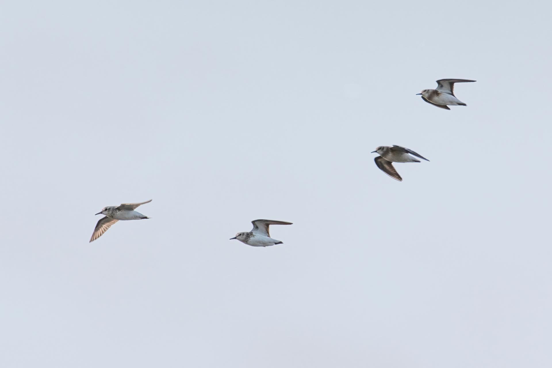 becasseau-semi-palme-semipalmated-sandpiper
