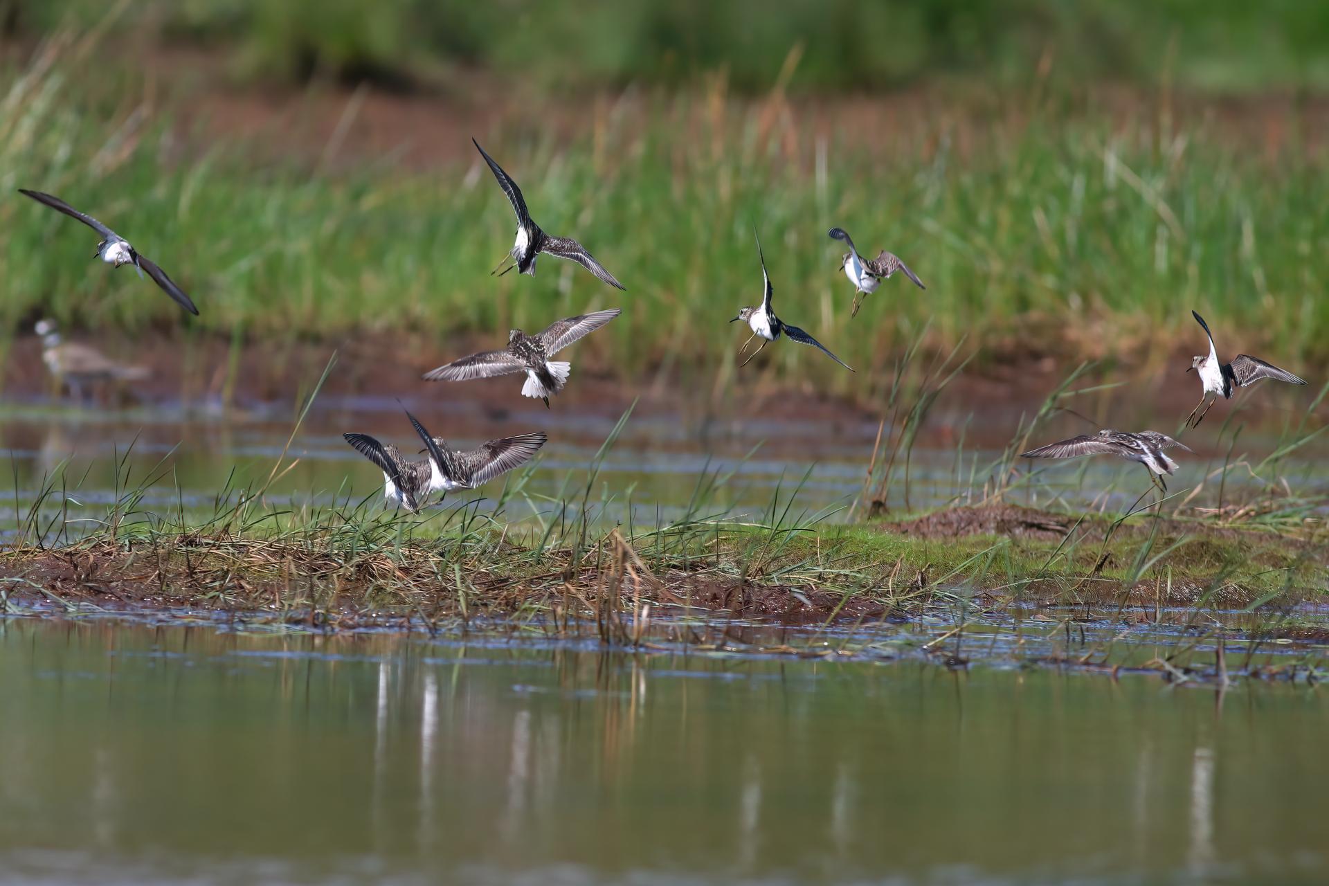 becasseau-semi-palme-semipalmated-sandpiper
