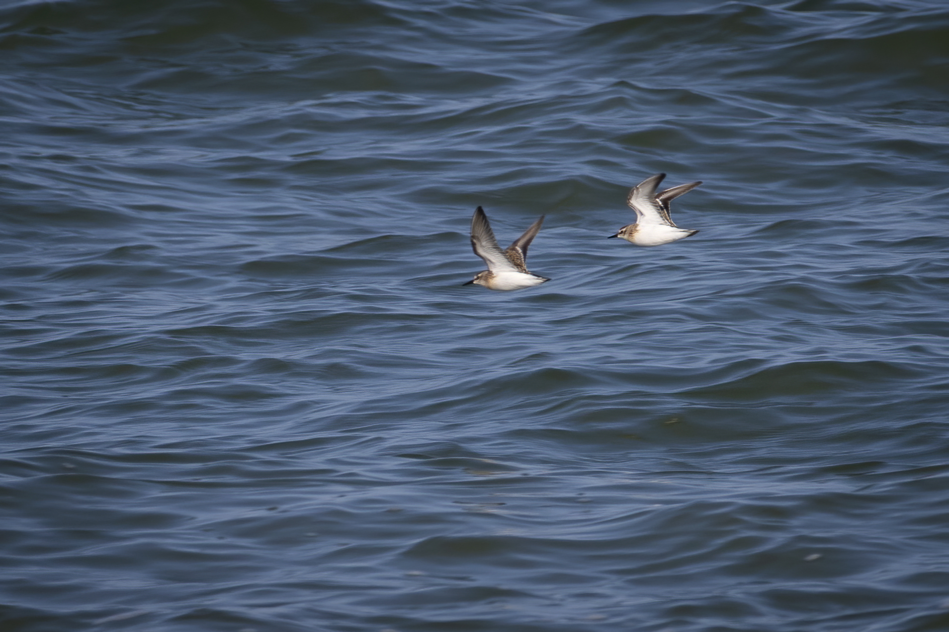 becasseau-semi-palme-semipalmated-sandpiper