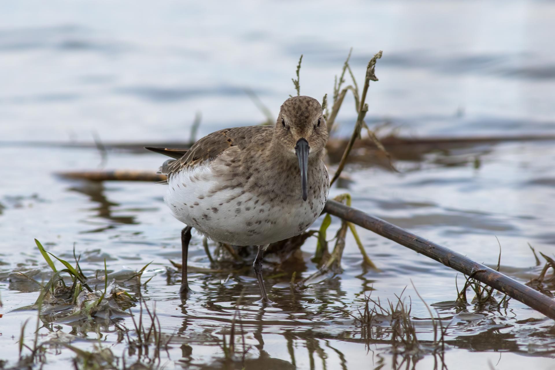 becasseau-variable-dunlin