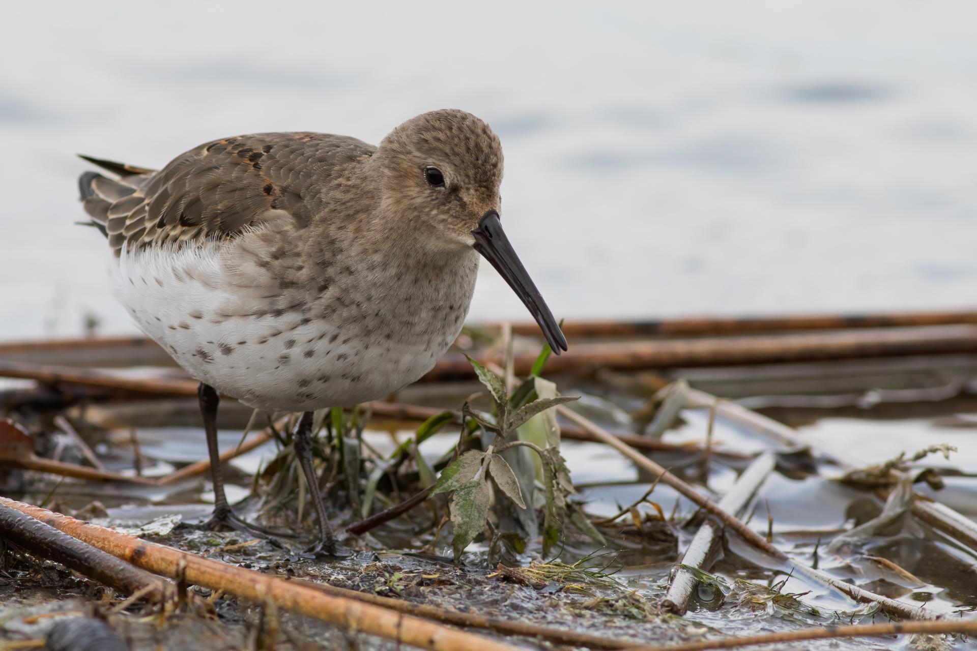 becasseau-variable-dunlin