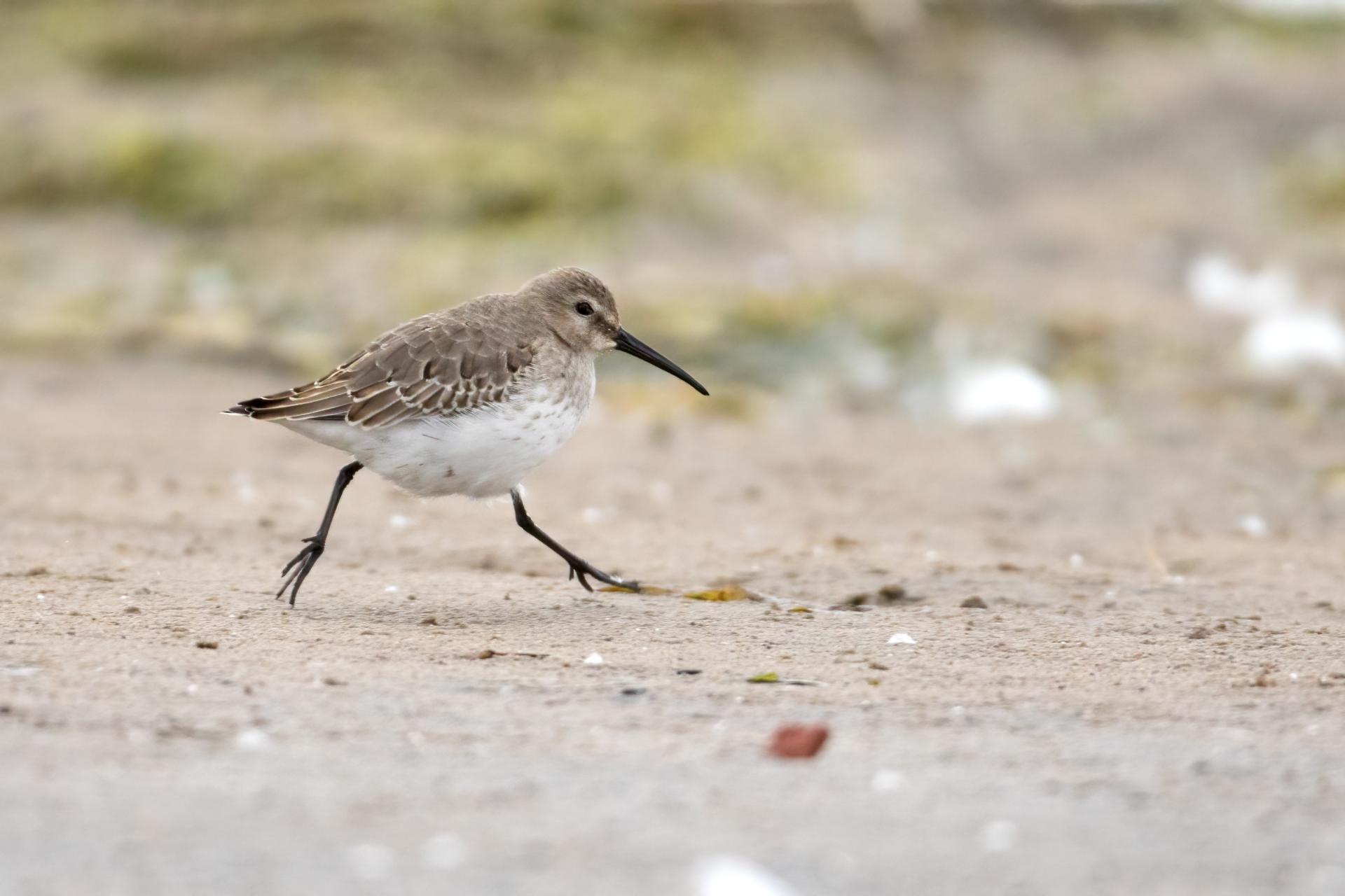 becasseau-variable-dunlin