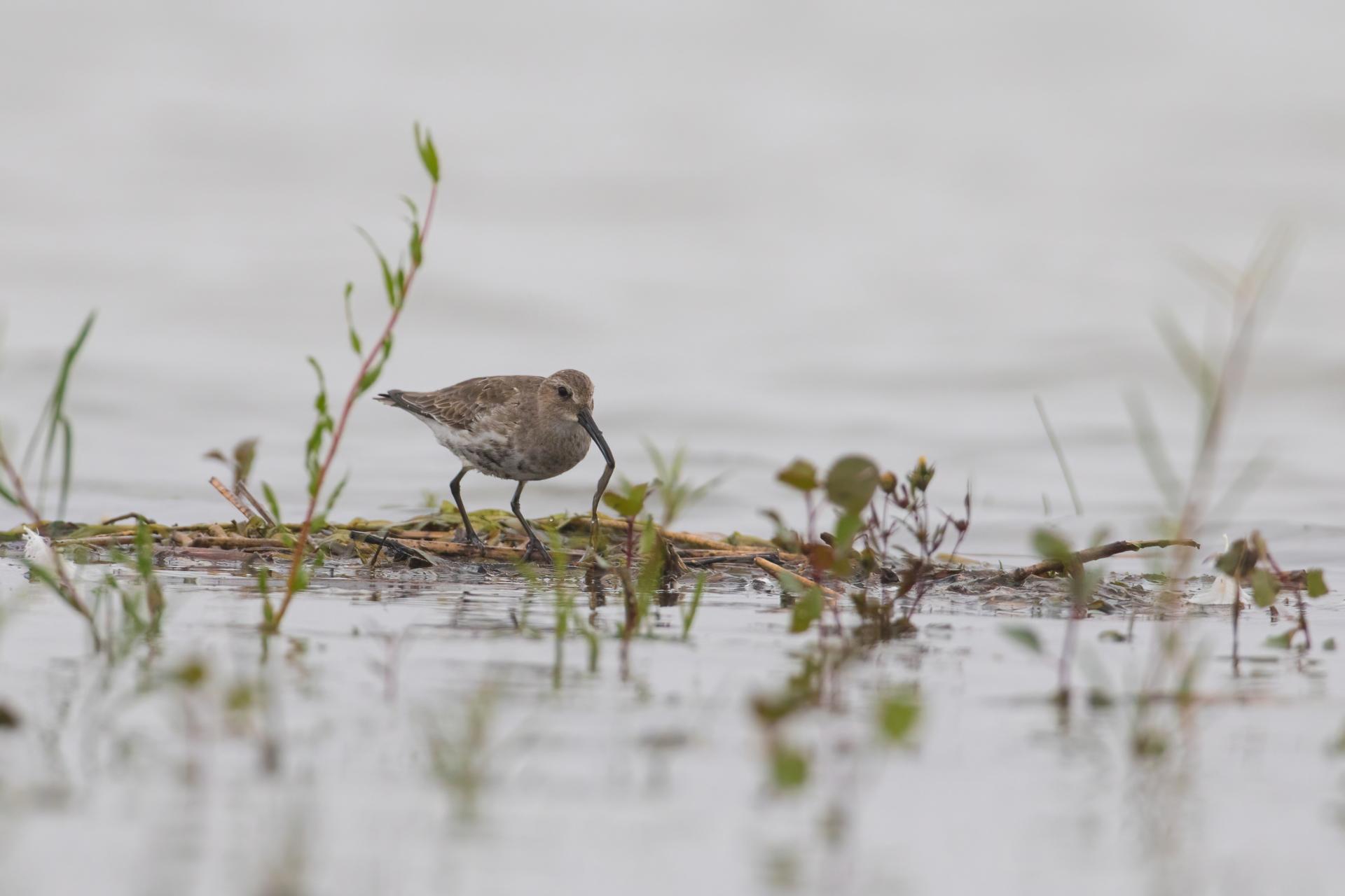 becasseau-variable-dunlin