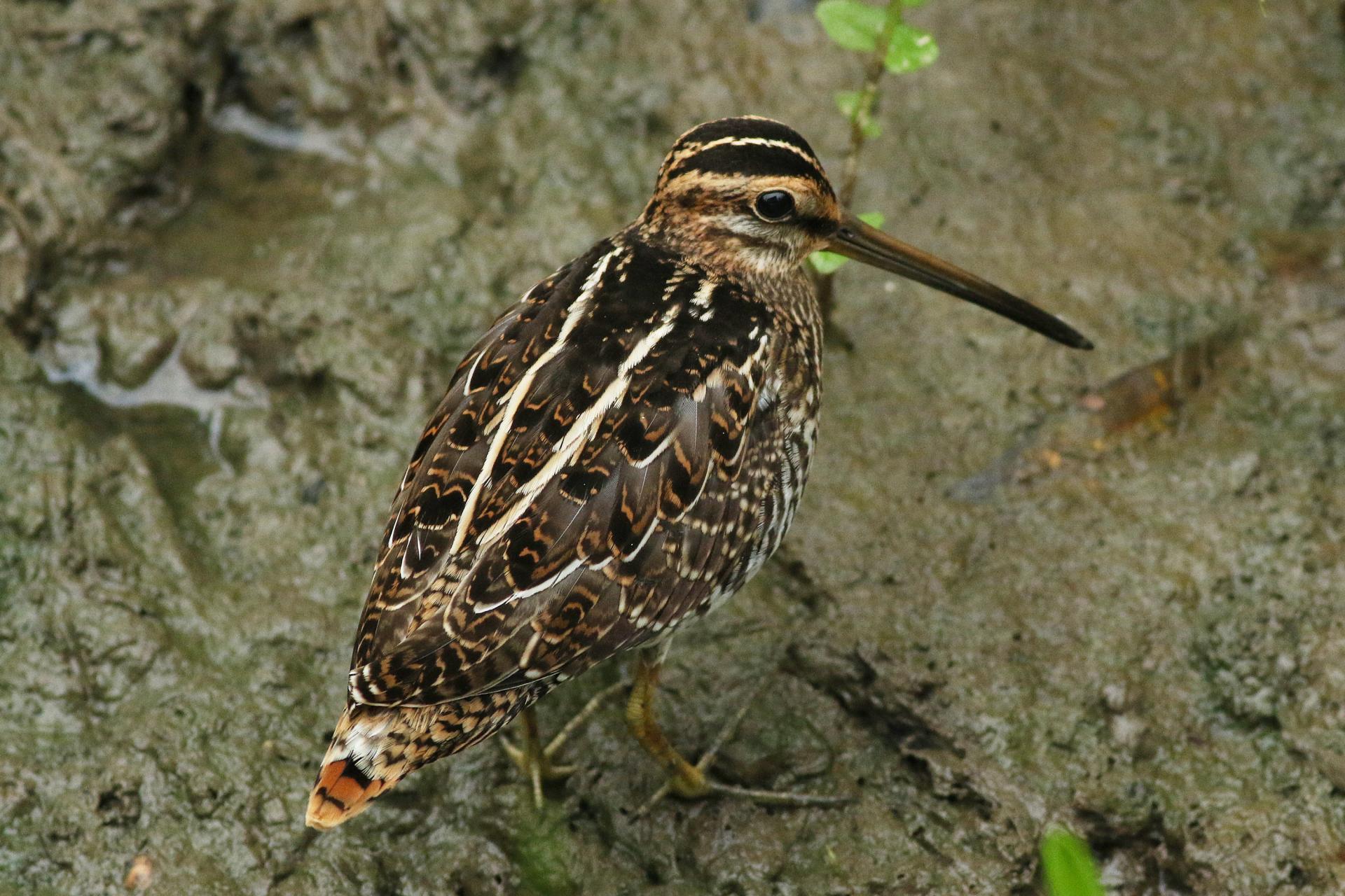 becassine-de-wilson-Wilson-s-snipe