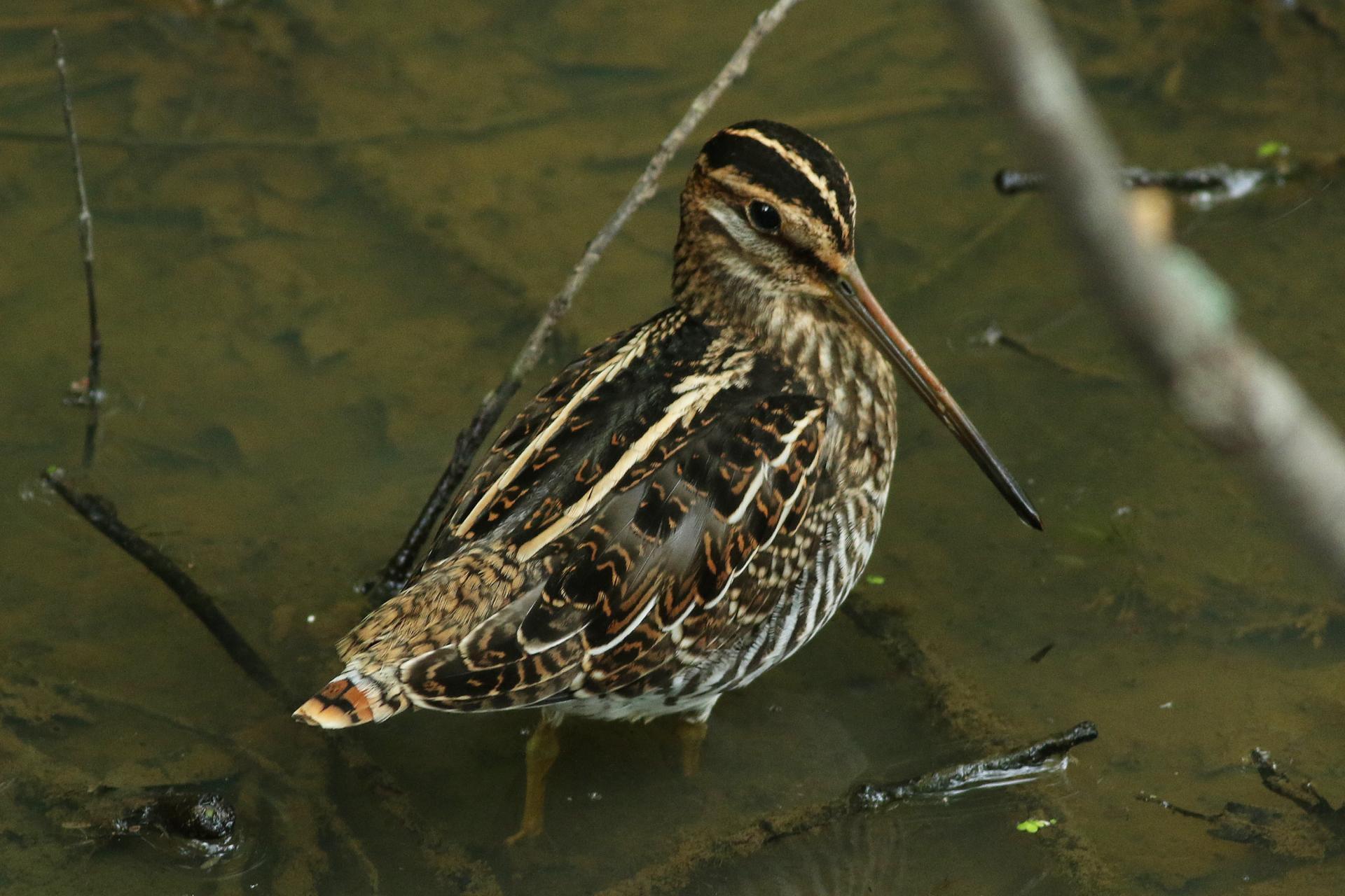 becassine-de-wilson-Wilson-s-snipe