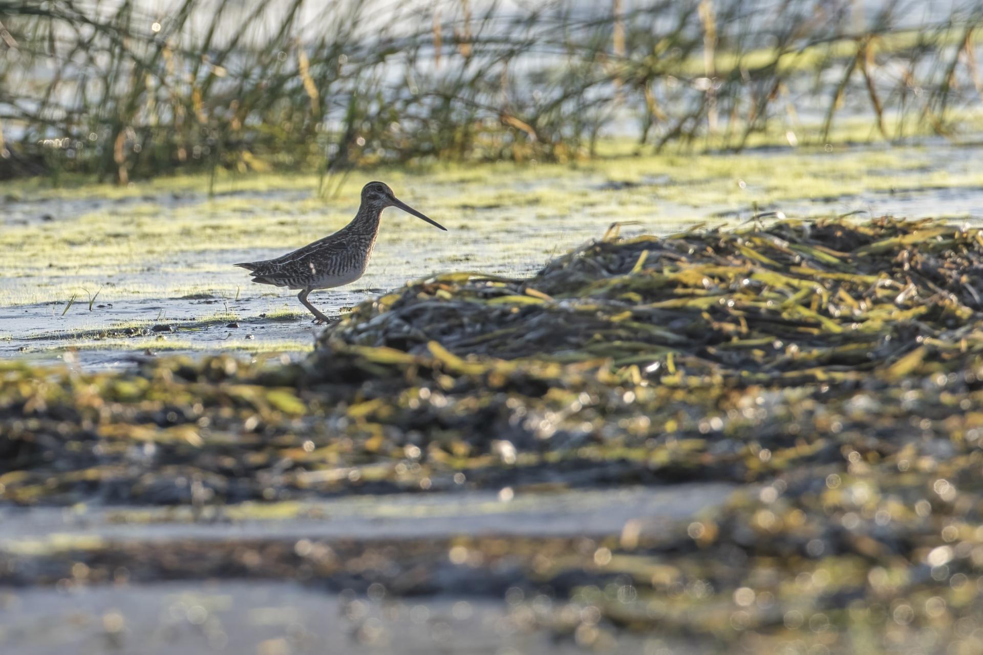 becassine-de-wilson-Wilson-s-snipe