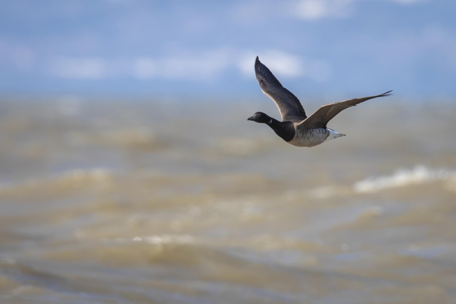 bernache-cravant-brant