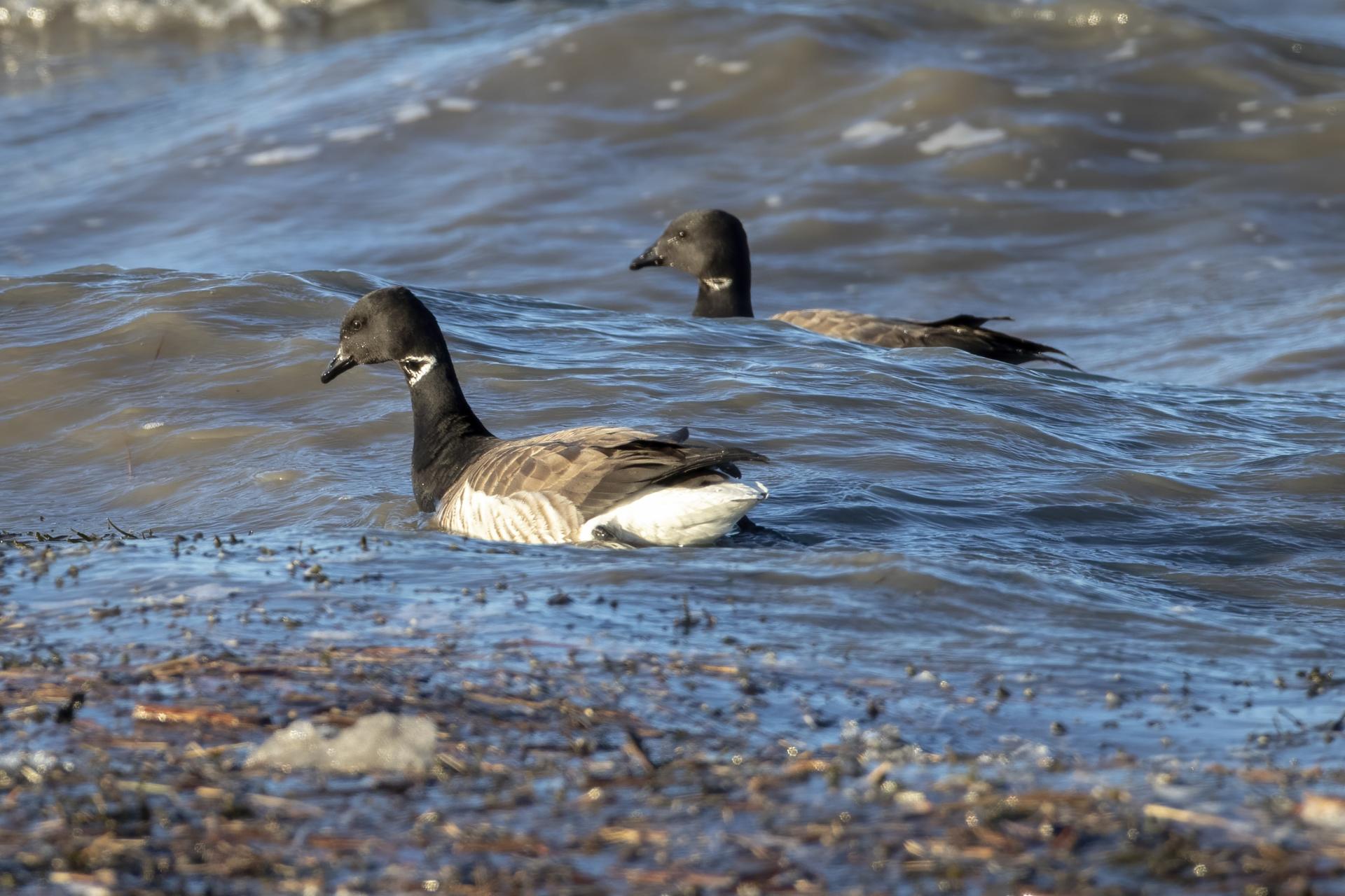 bernache-cravant-brant