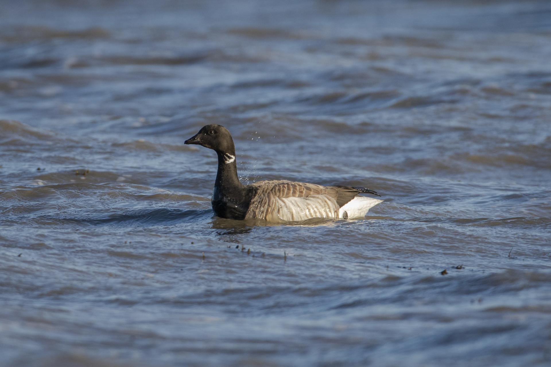 bernache-cravant-brant