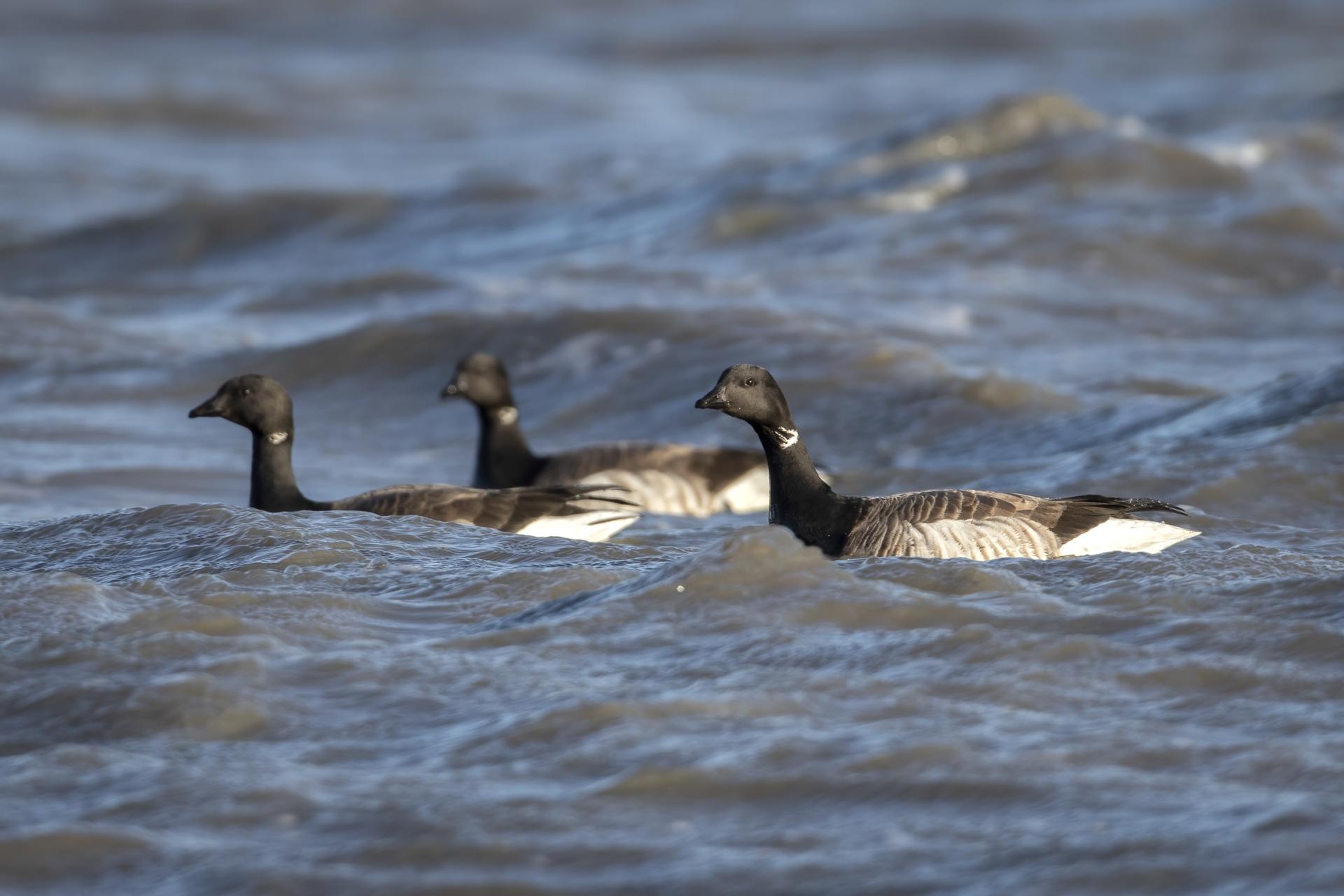 bernache-cravant-brant