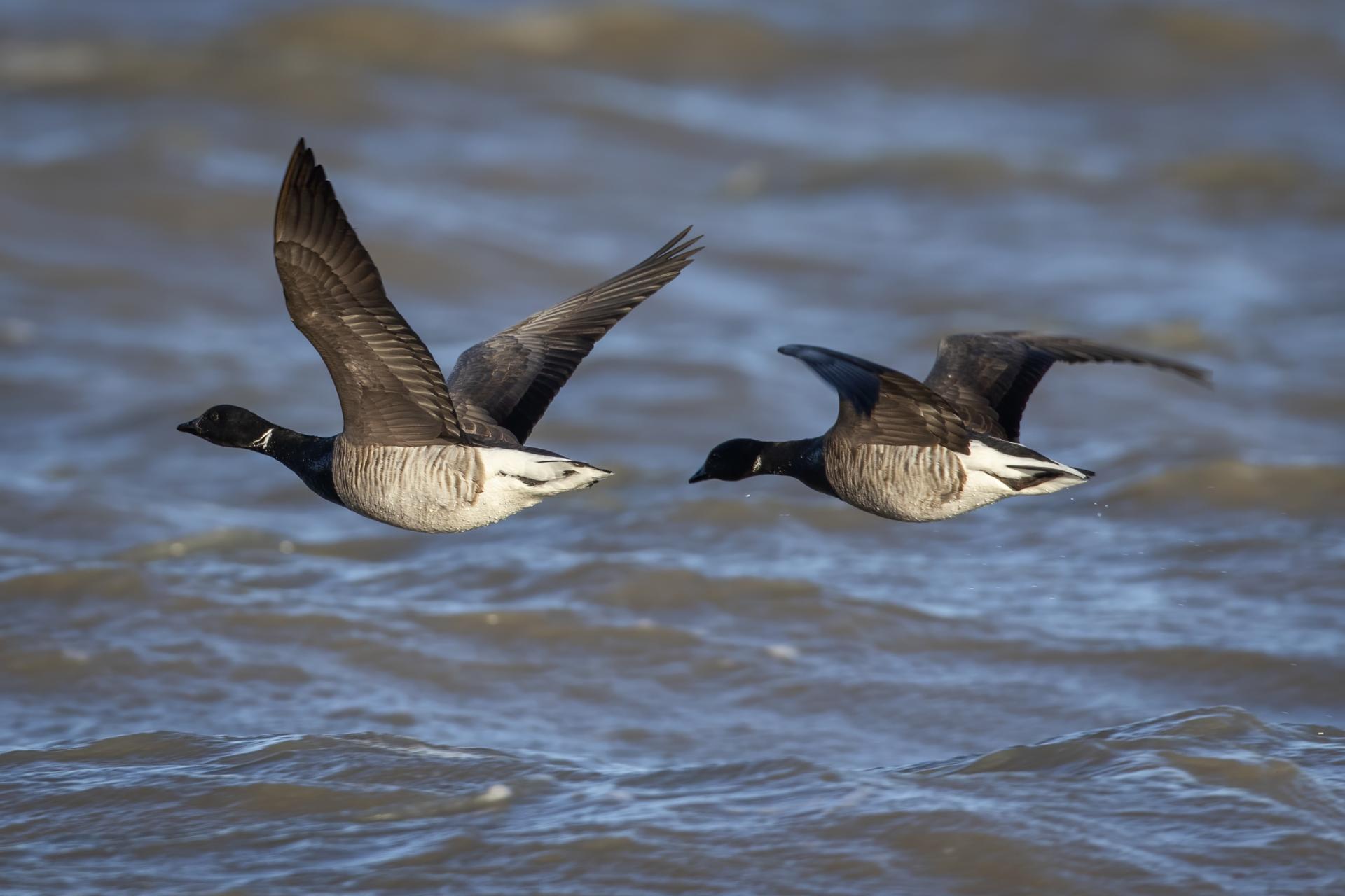 bernache-cravant-brant