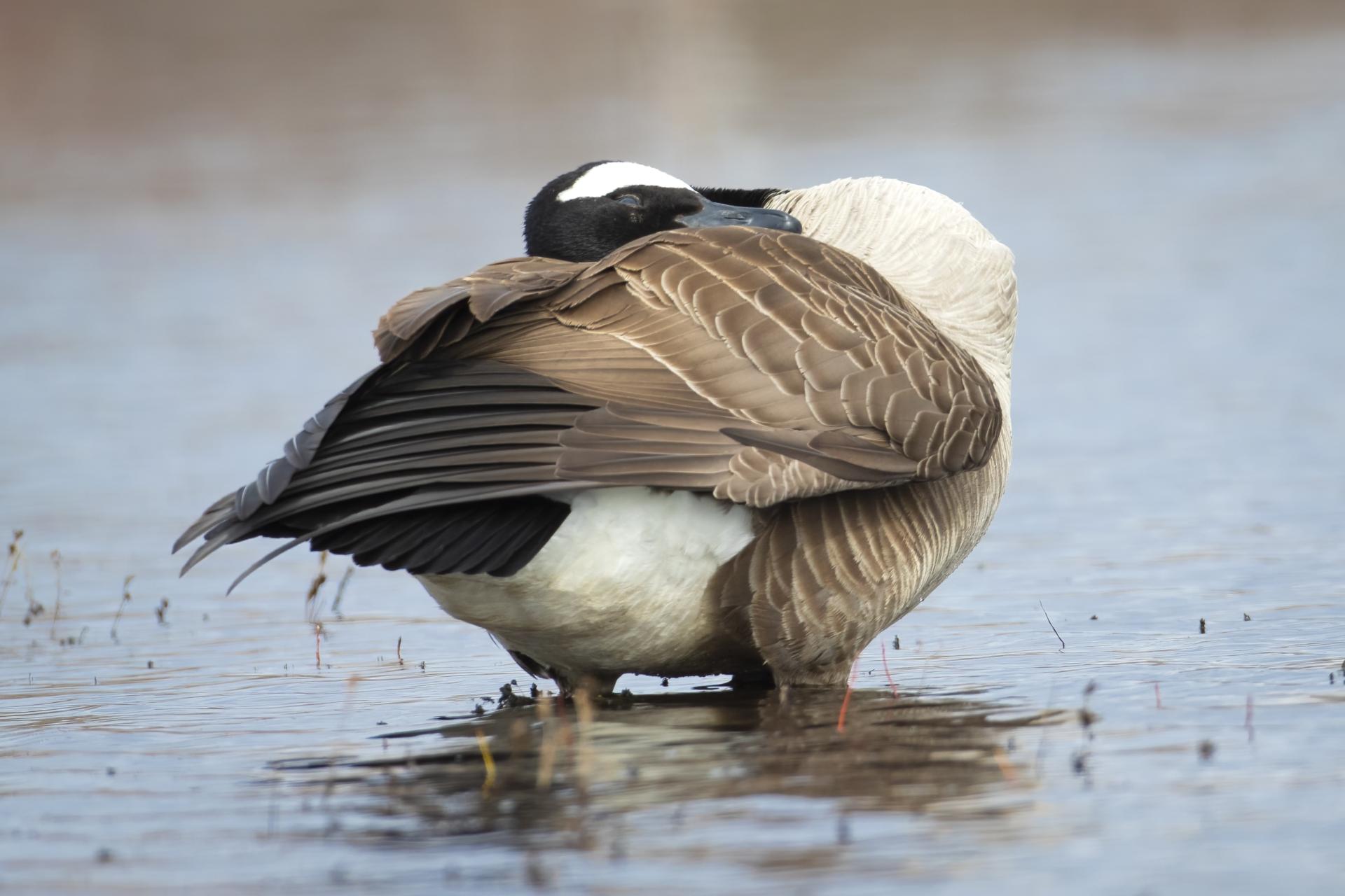 bernache-du-canada-goose