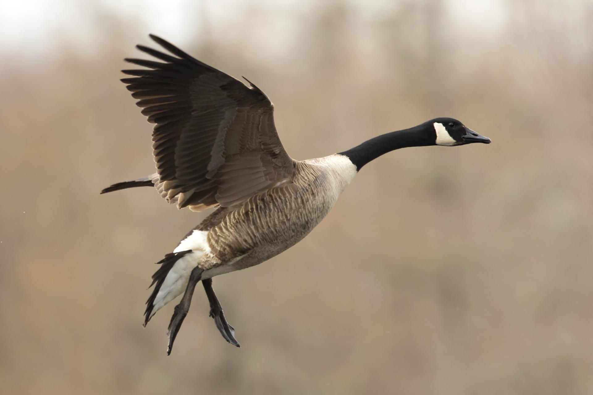 bernache-du-canada-goose